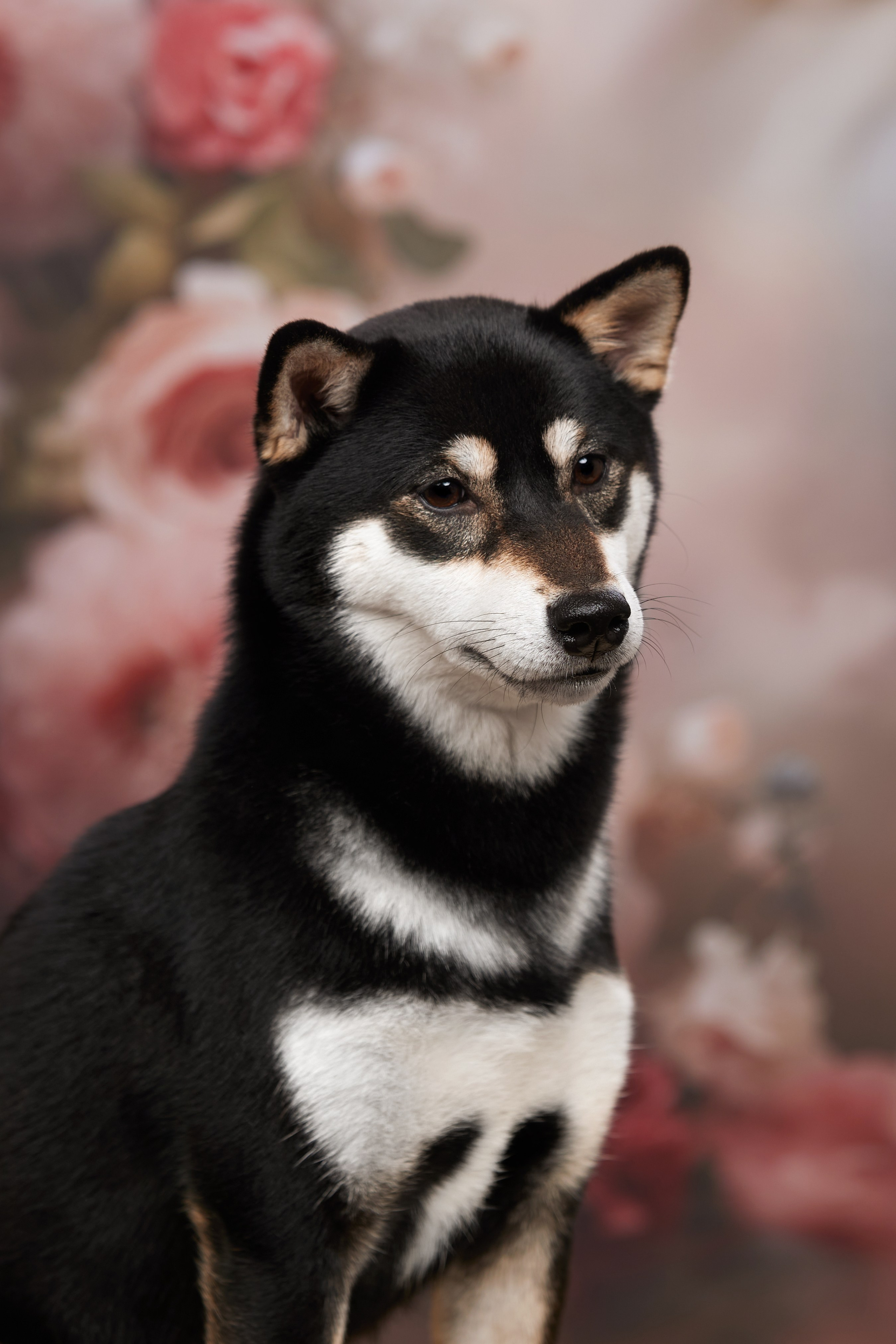 СТУДИЯ. ФОТОГРАФ-АНИМАЛИСТ l LANA POLYAKOVA