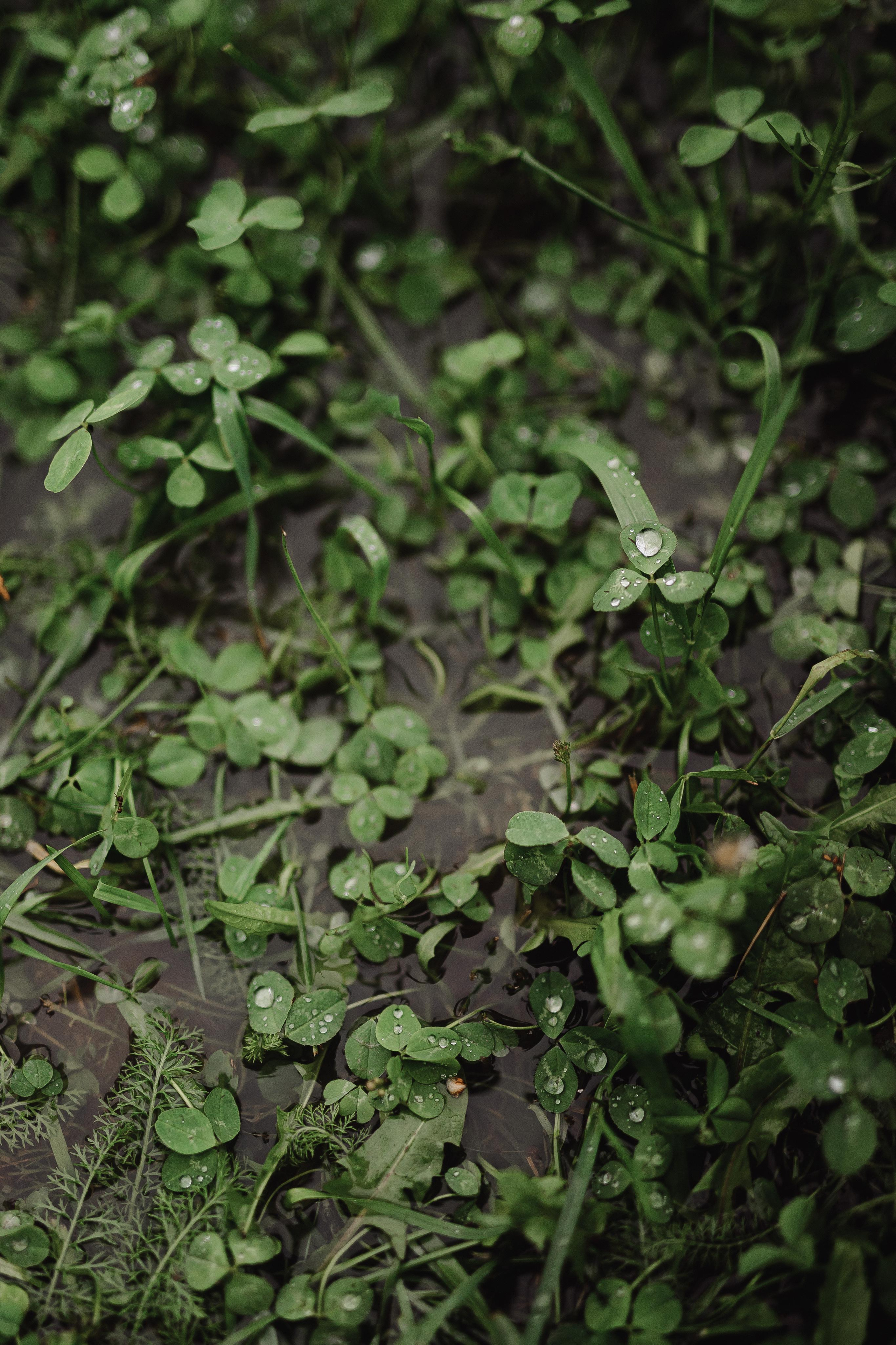 Свадьба Никиты и Натальи. Фотограф Кольчугино/Владимир/Москва Елизавета Иода