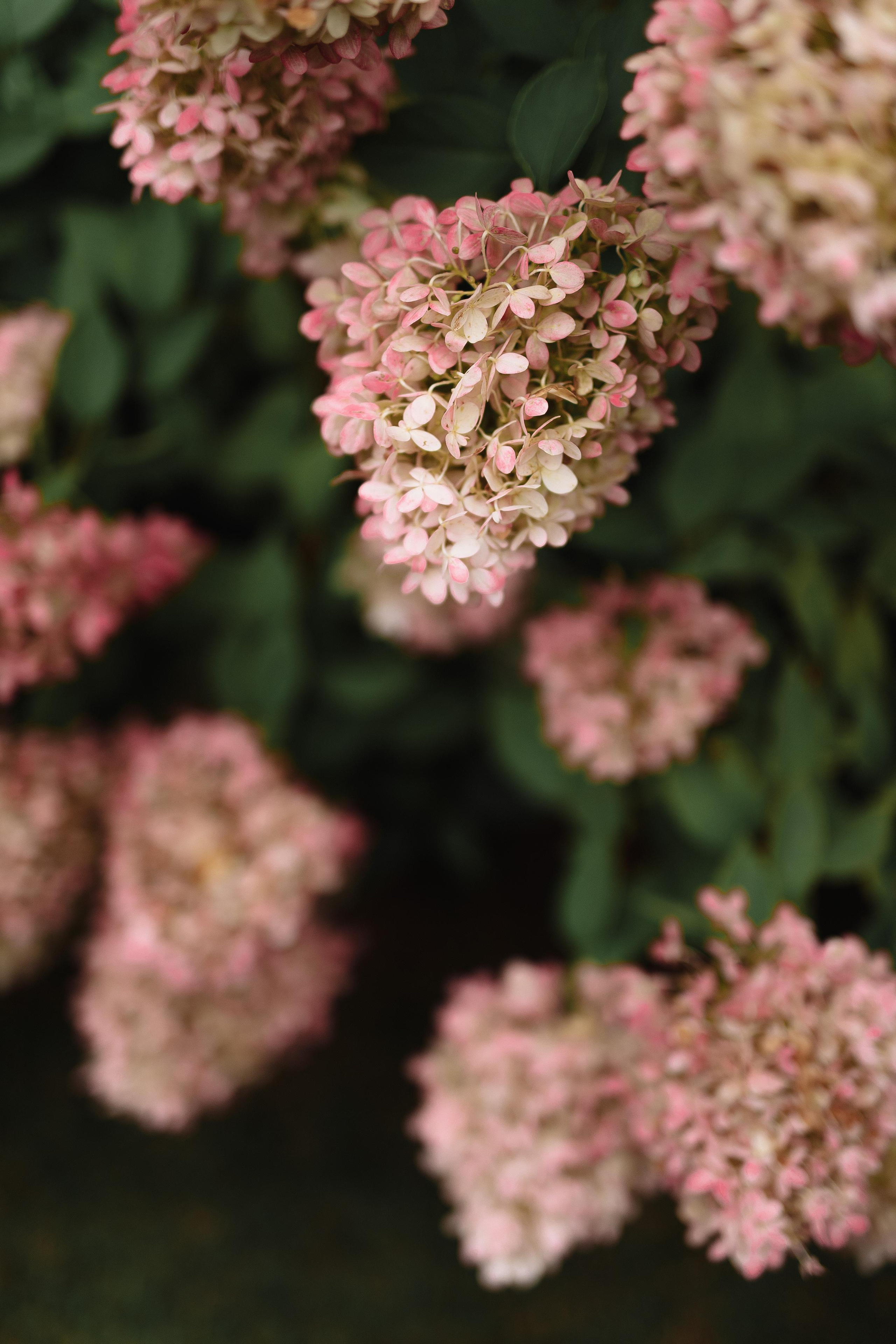 Свадьба Дениса и Анастасии. Фотограф Кольчугино/Владимир/Москва Елизавета Иода