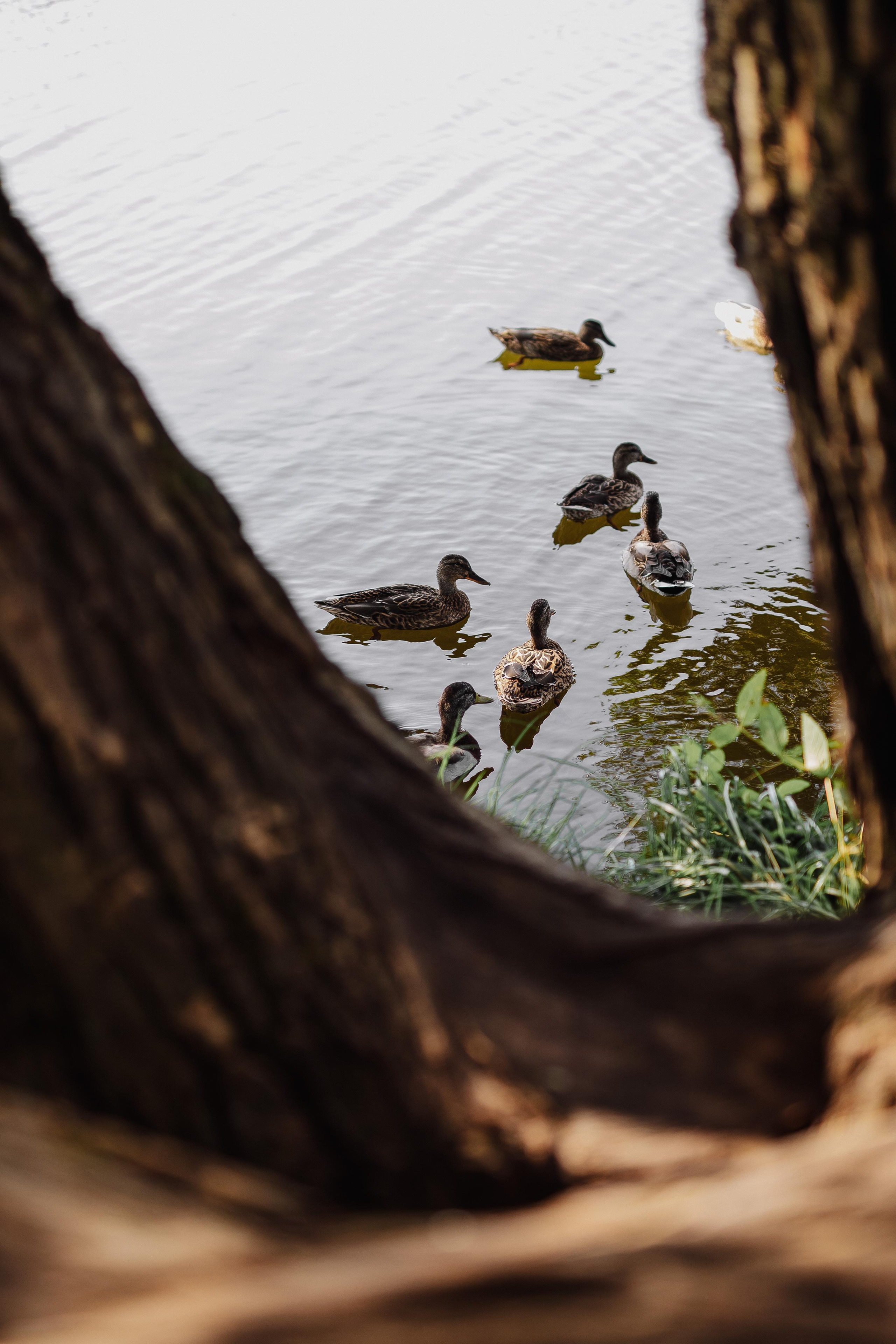 Свадьба Петра и Анны. Фотограф Кольчугино/Владимир/Москва Елизавета Иода