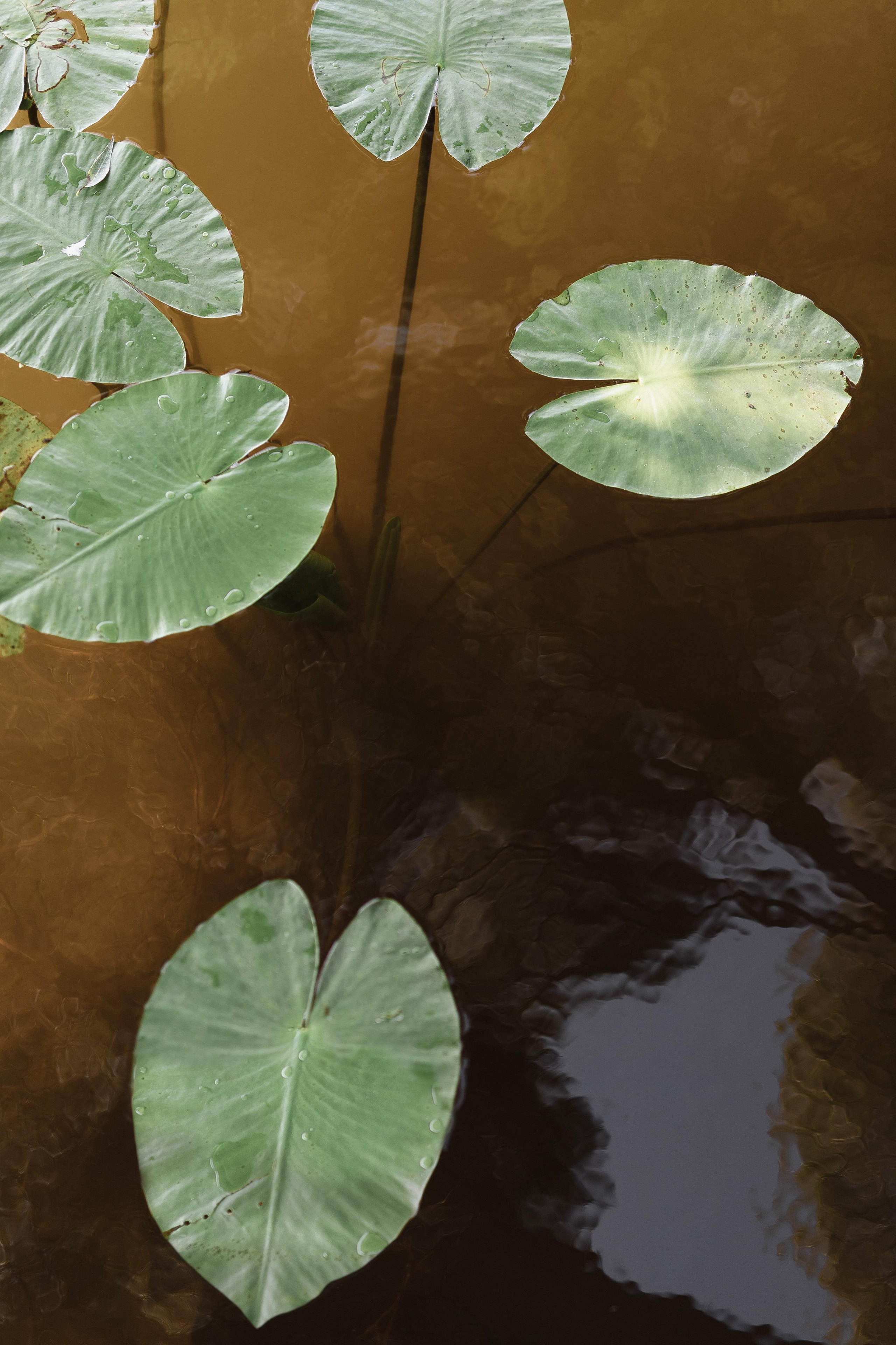 Свадьба Петра и Анны. Фотограф Кольчугино/Владимир/Москва Елизавета Иода