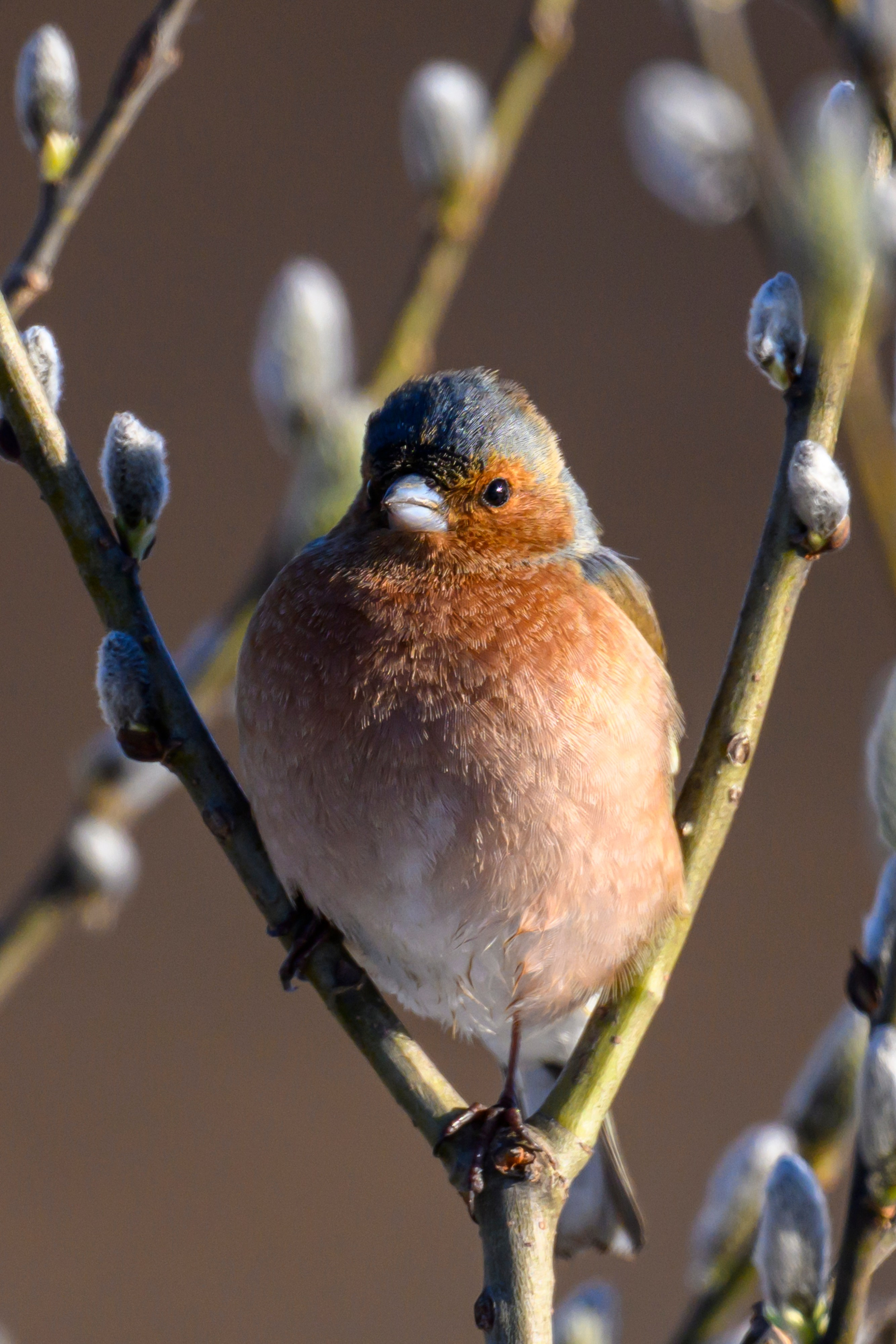 Зяблики. Wildlife photography by Sergey Puponin