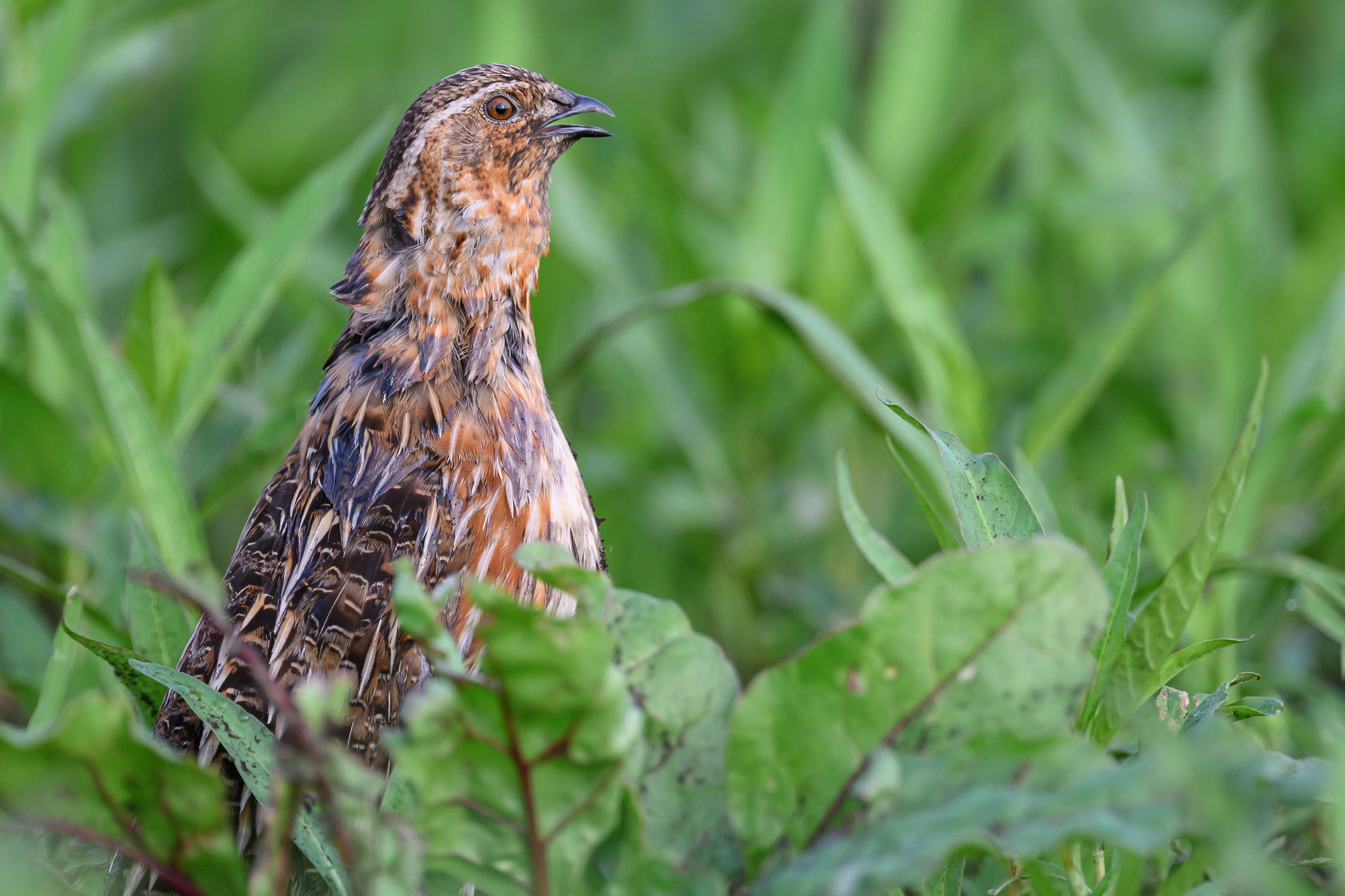 Перепел. Wildlife photography by Sergey Puponin