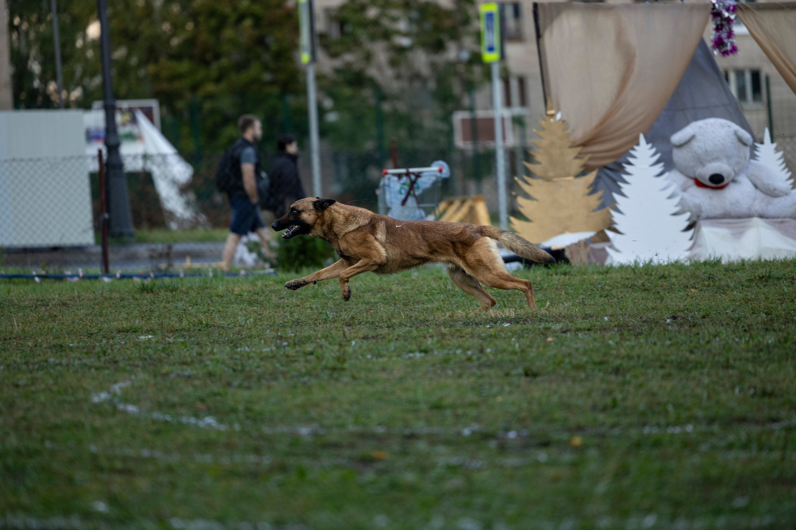 Испытания по Мондьорингу г. Пушкин. Фотограф-анималист Анна Маринич