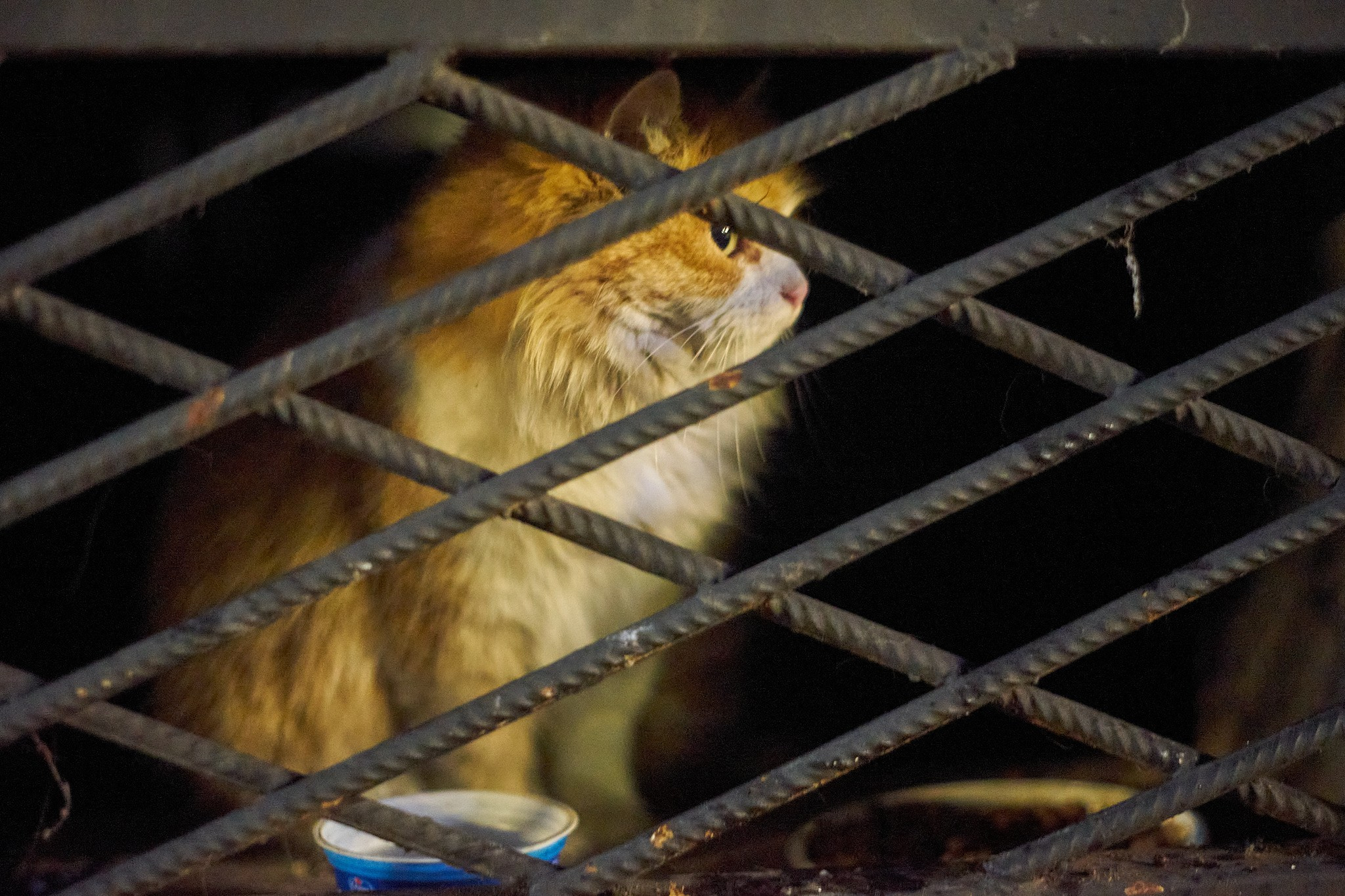 Street photo. Фотограф в Краснодаре Виктория Антонова | photobelka.pro