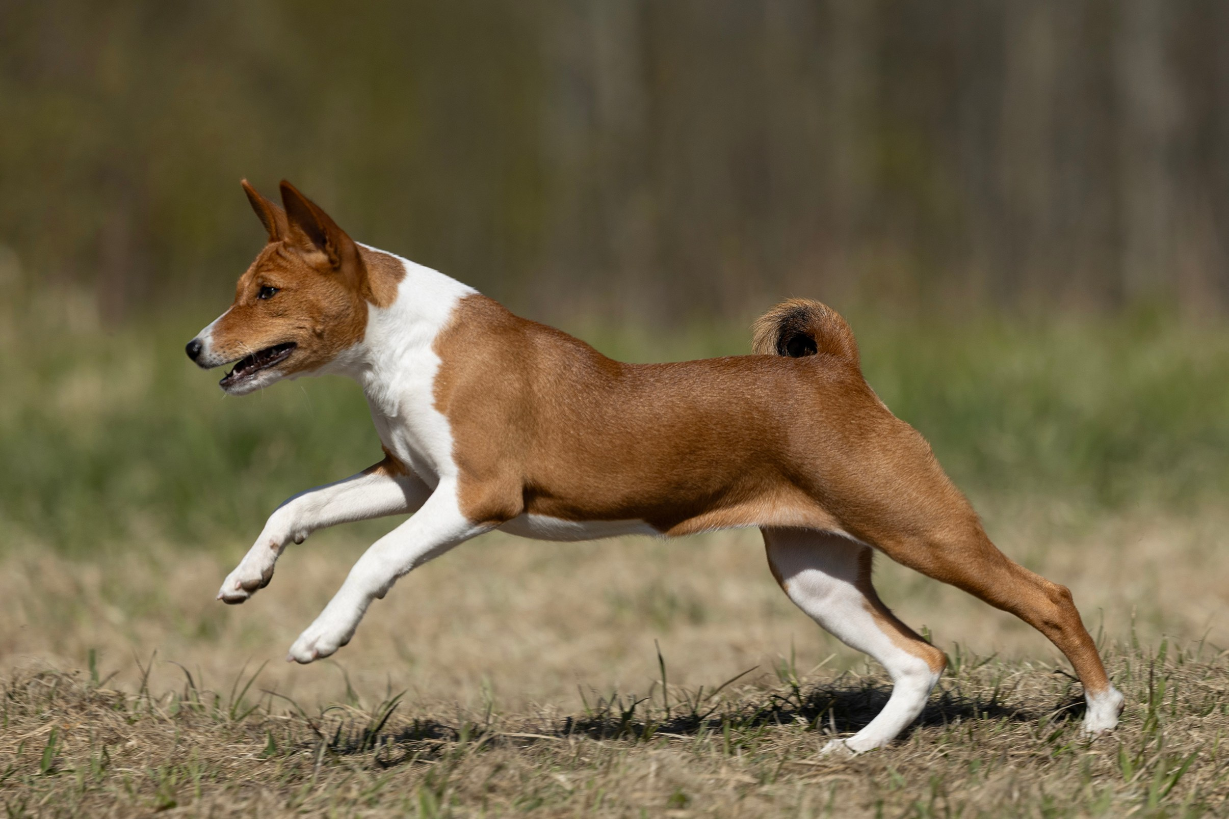 Оля и Руна. Мои работы