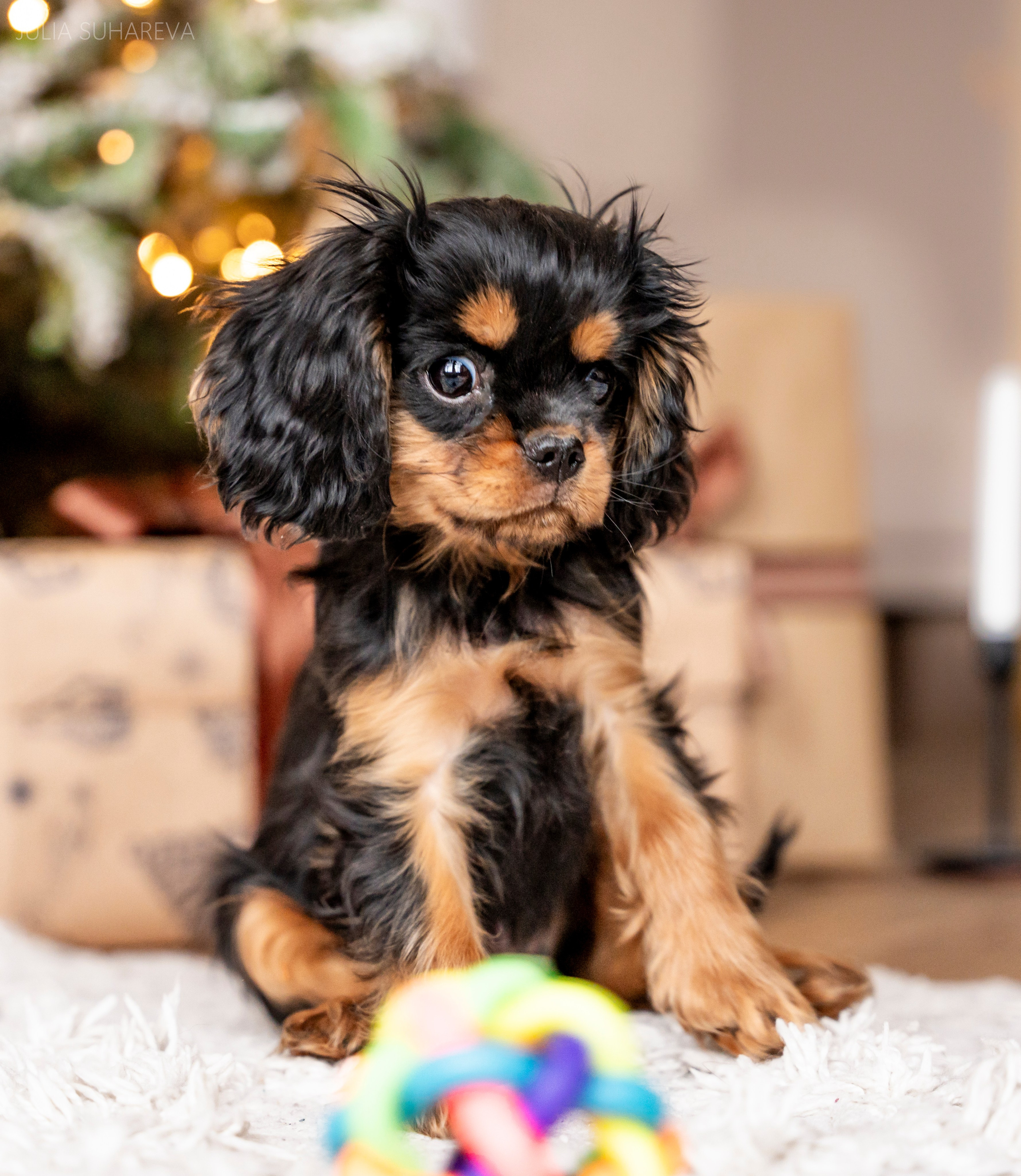 Щенки Кавалер кинг-чарльз-спаниель (Новый год). Главная