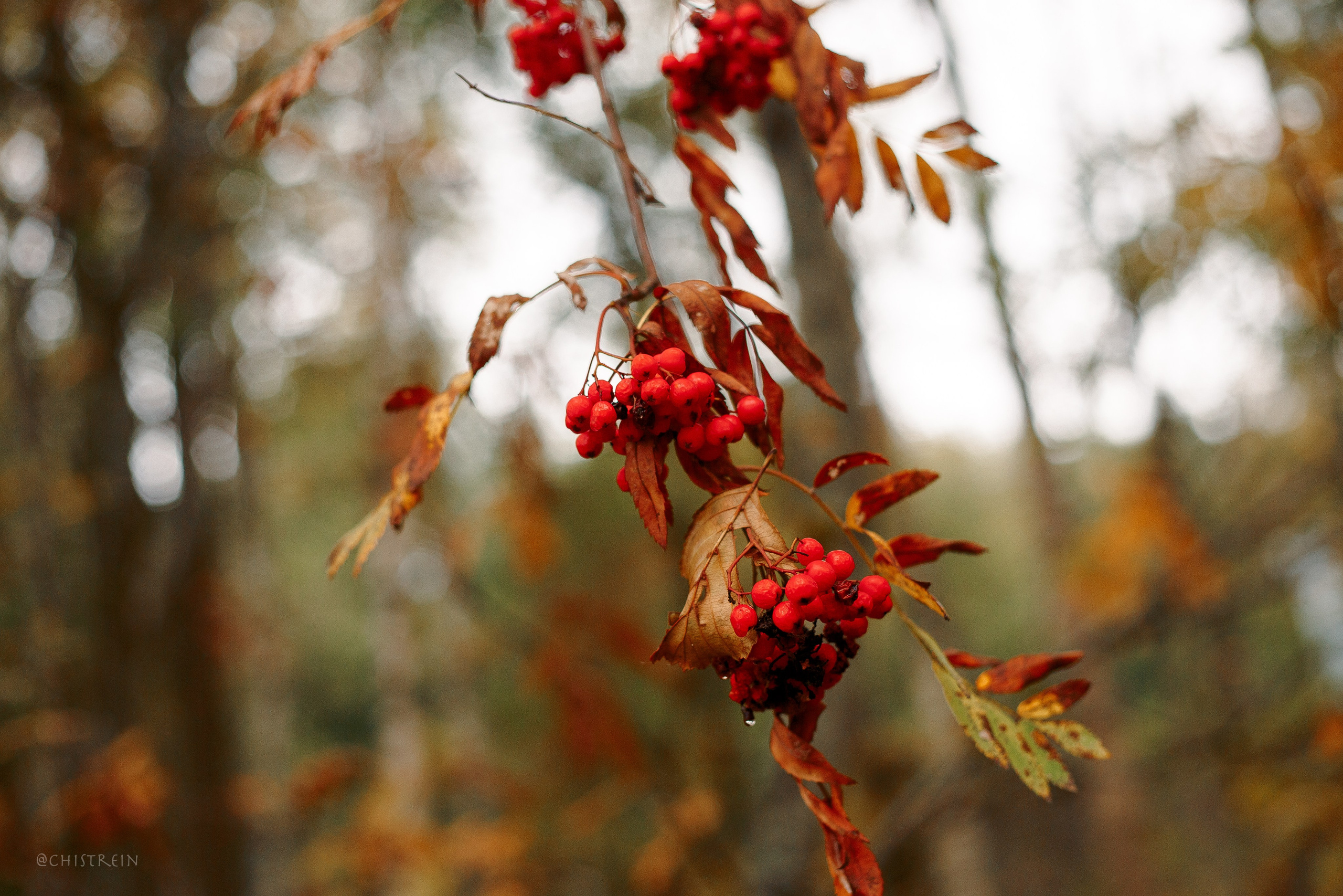 Дальний пирс. Фотограф-анималист Наталия Чистюхина в г. Сосновый Бор и ЛО