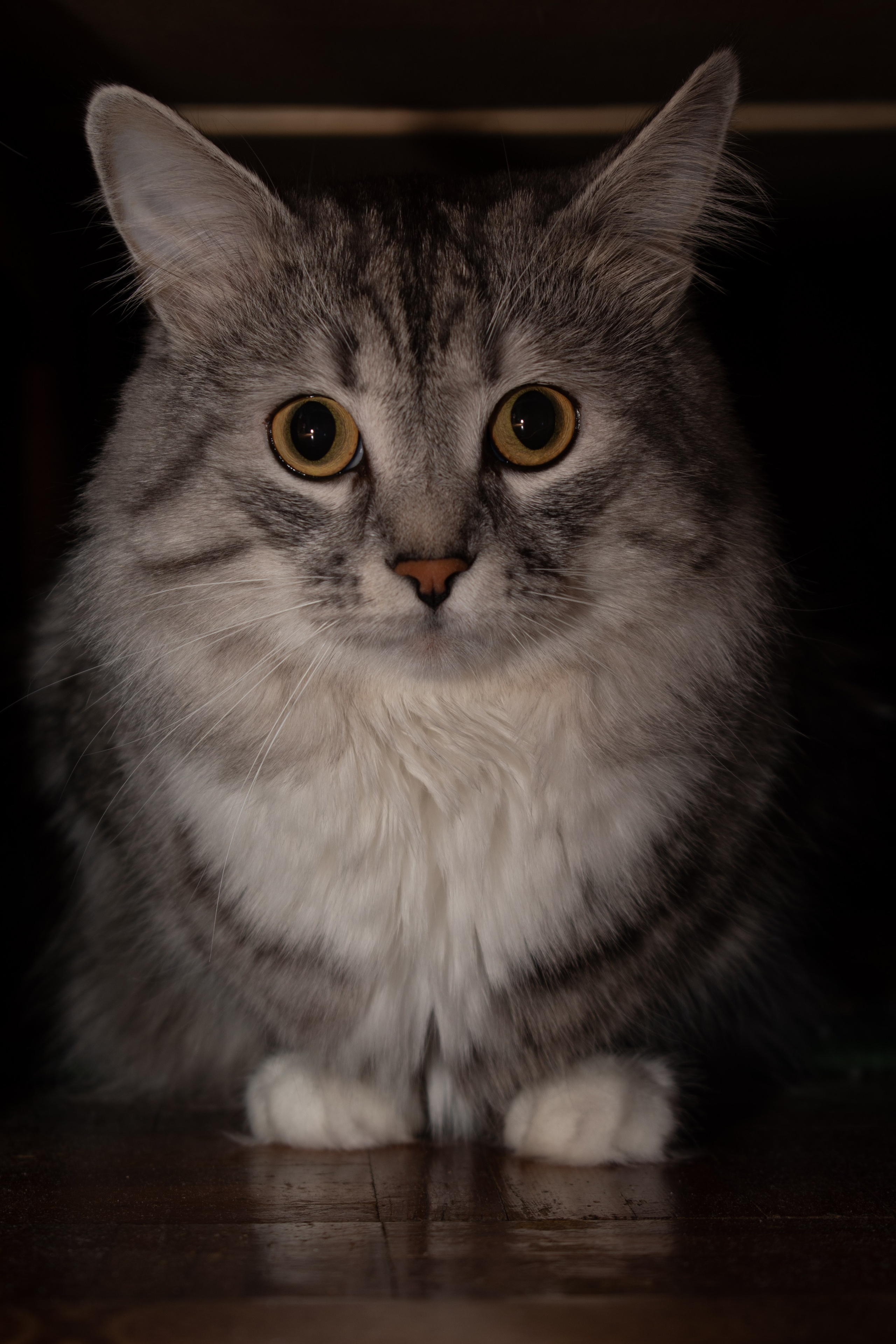 Мой кот. 2020 год