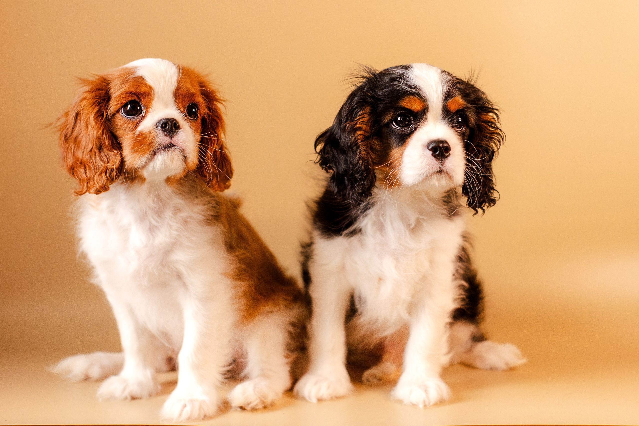 Жанна и кавалеры. Фотограф-анималист Мария Баркевич | Москва