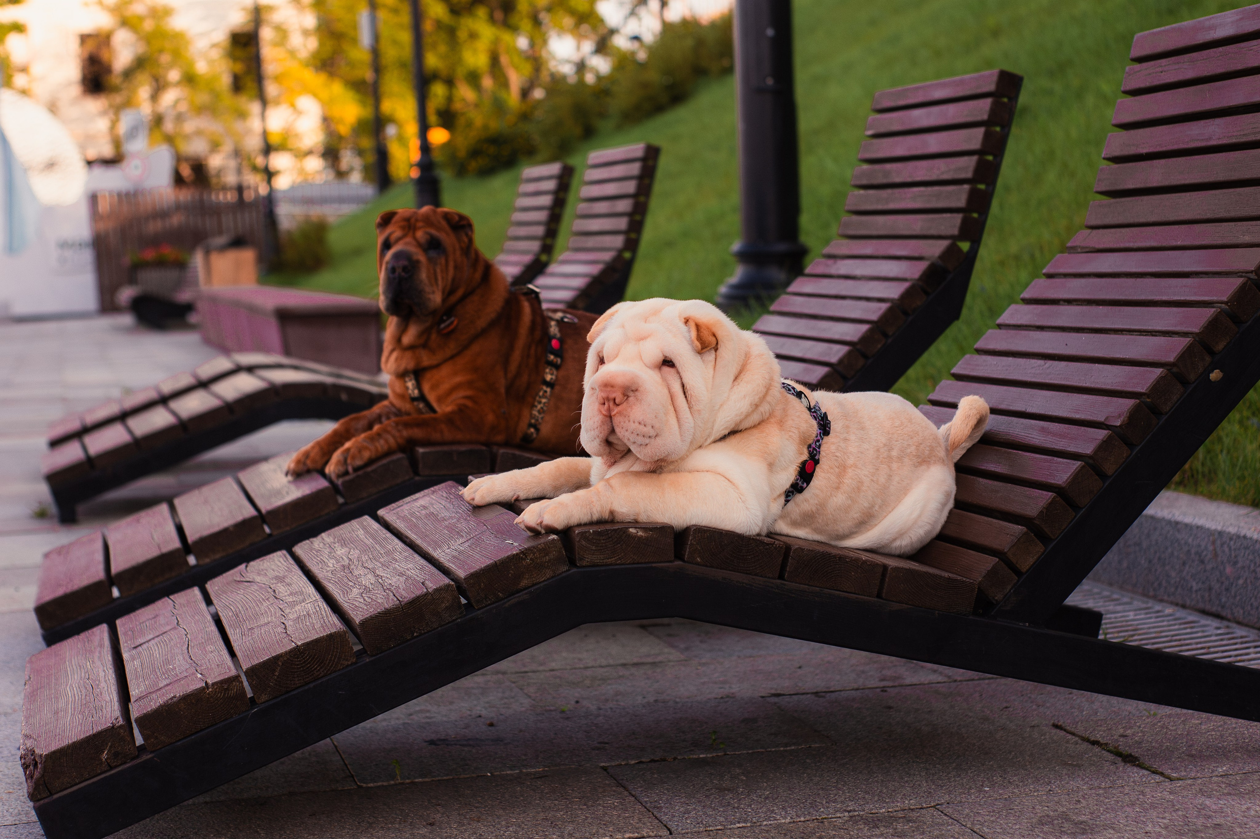 Алёна, Лагерта и Зефир. Фотограф-анималист Мария Баркевич | Москва