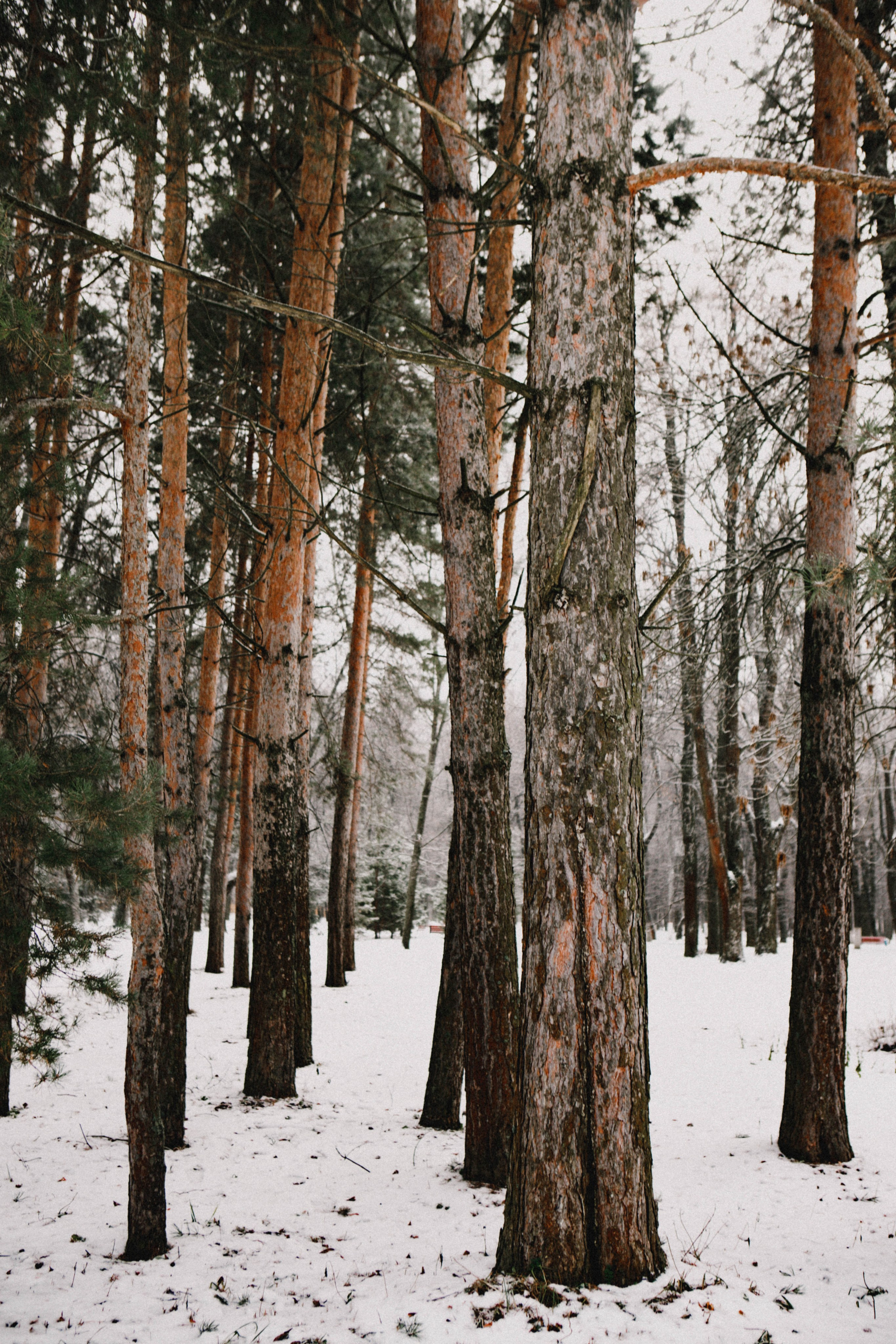 Настя ❄️ Ёлки-палки ❄️. Фотограф в Нижнем Новгороде