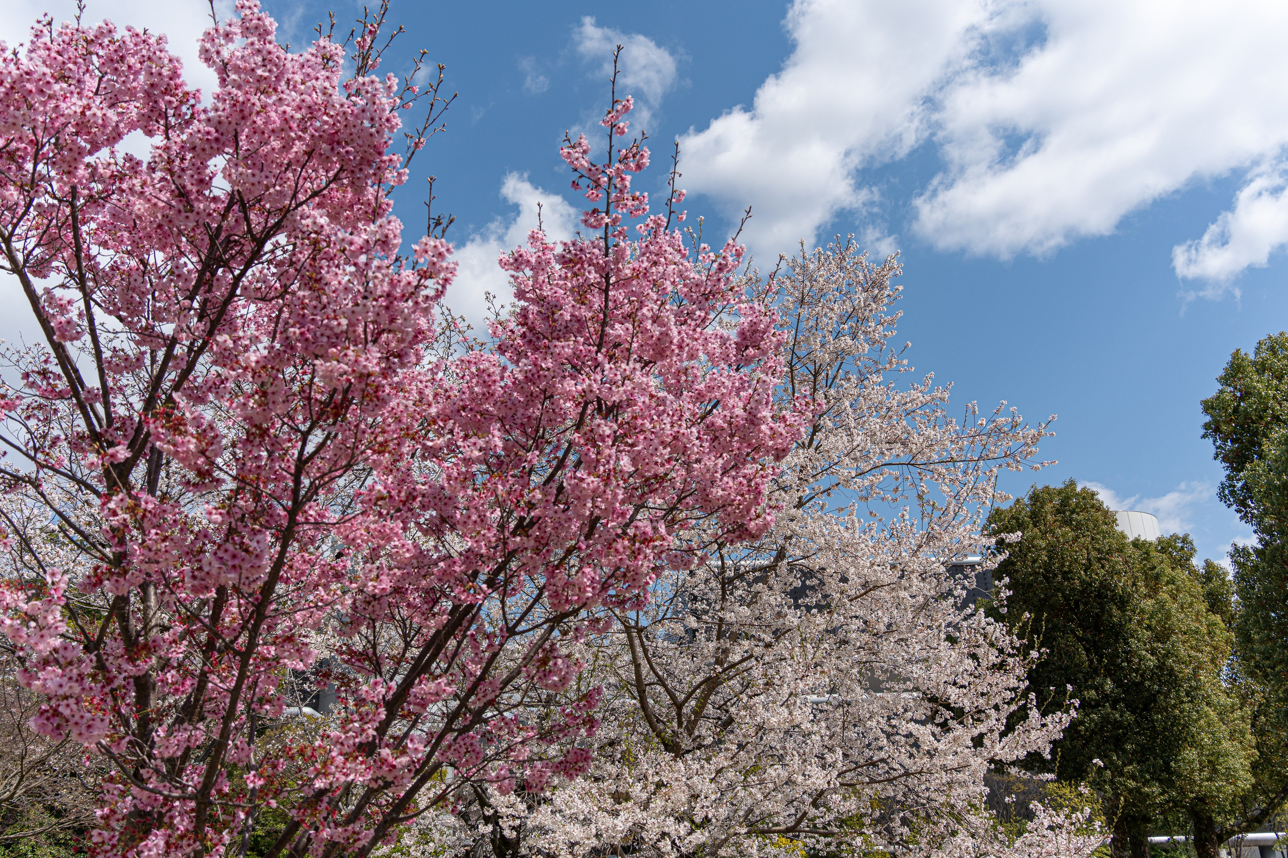 Япония, сакура. Творческие сьемки