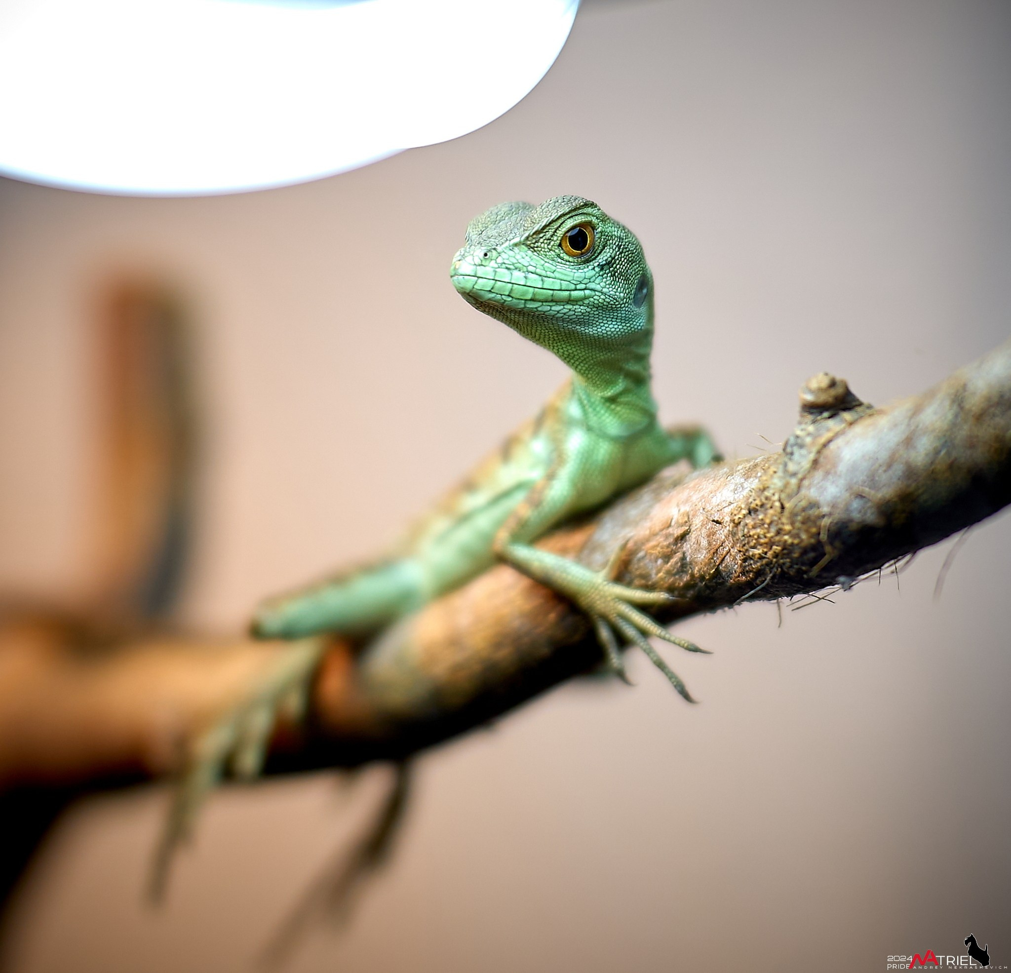 Репортаж с выставки РЕПТИЛИУМ-2024