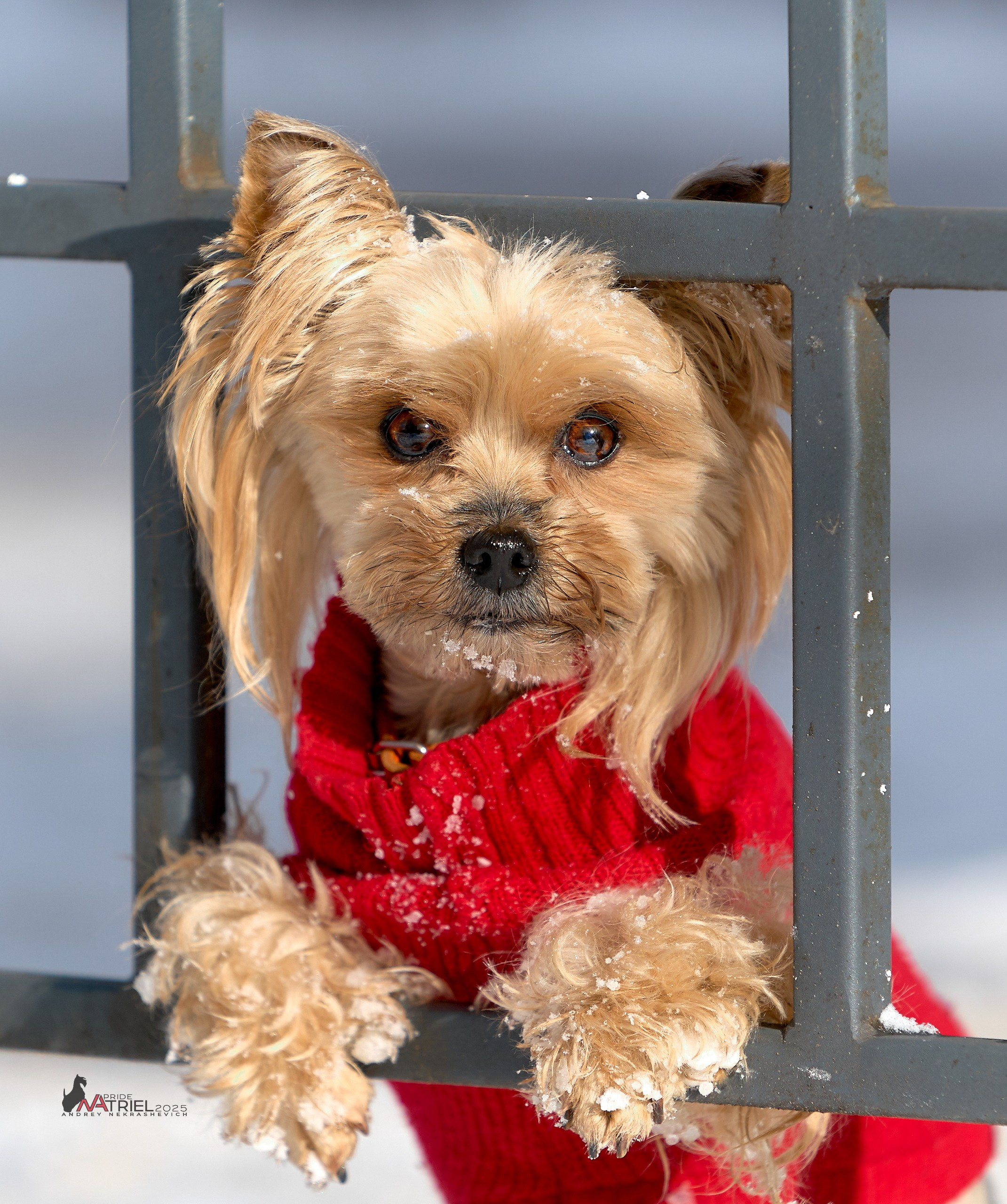 Фотопрогулка с моими собаками