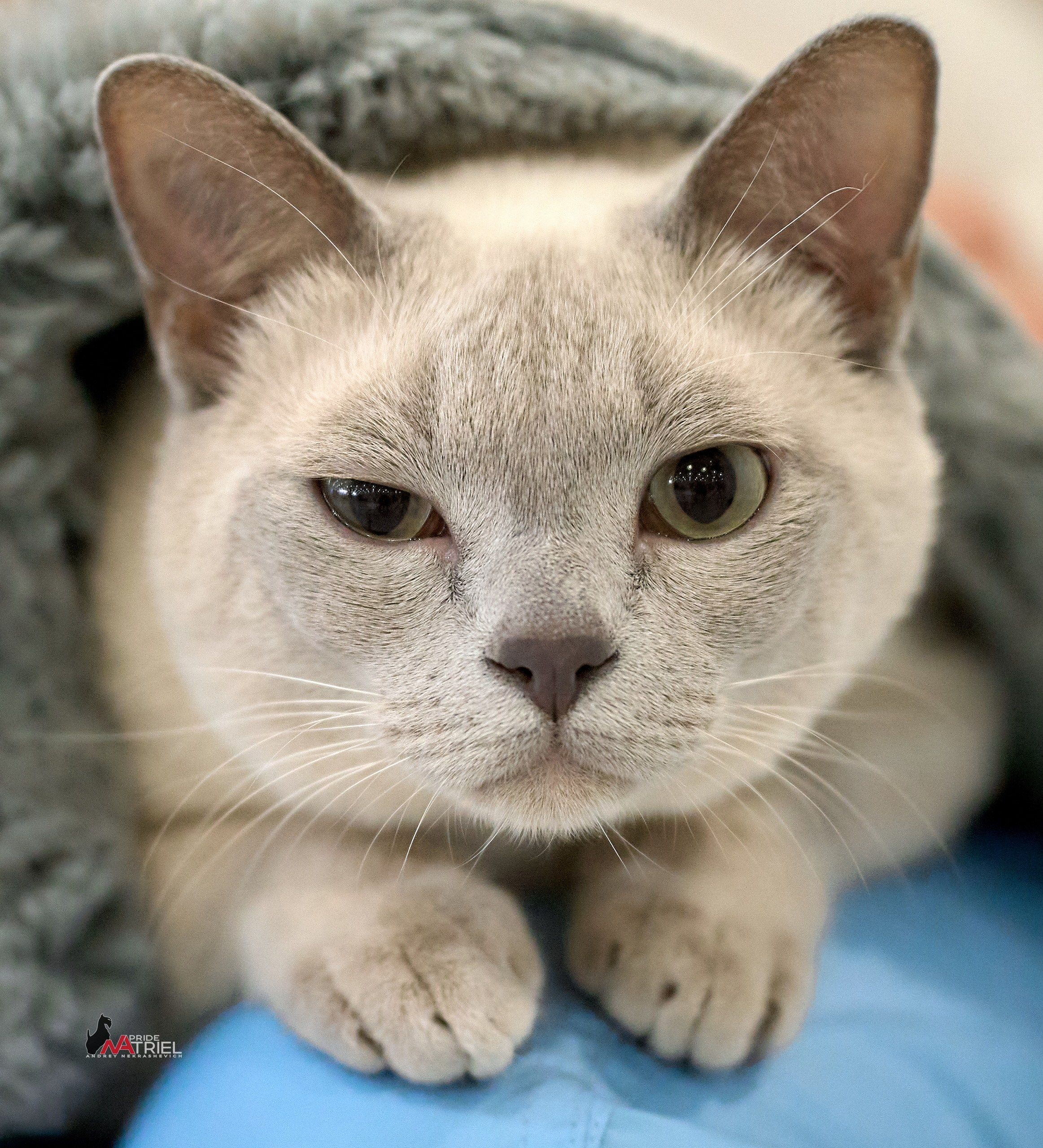 Кошки на выставках — галерея NATRIEL