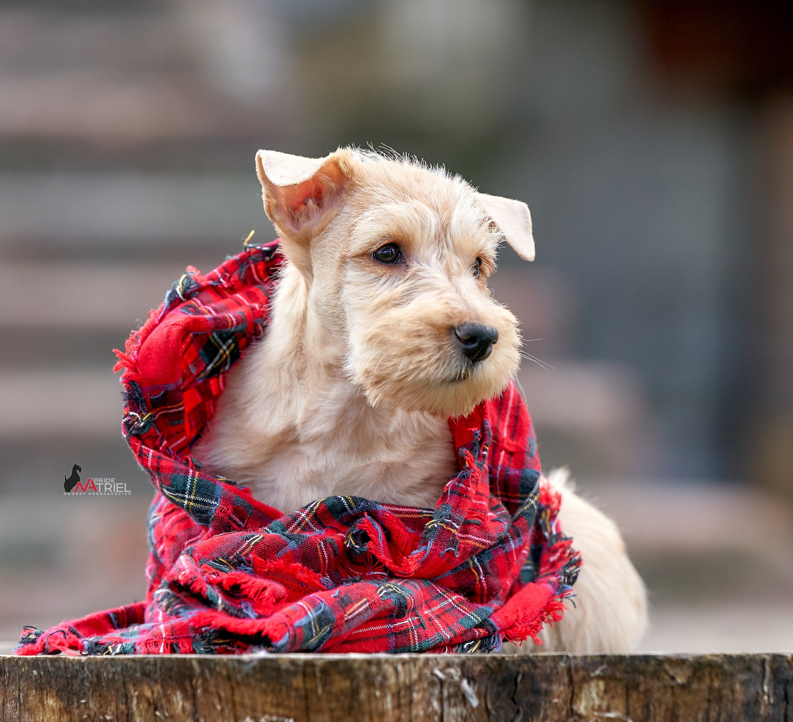 Щенки на прогулке — галерея NATRIEL