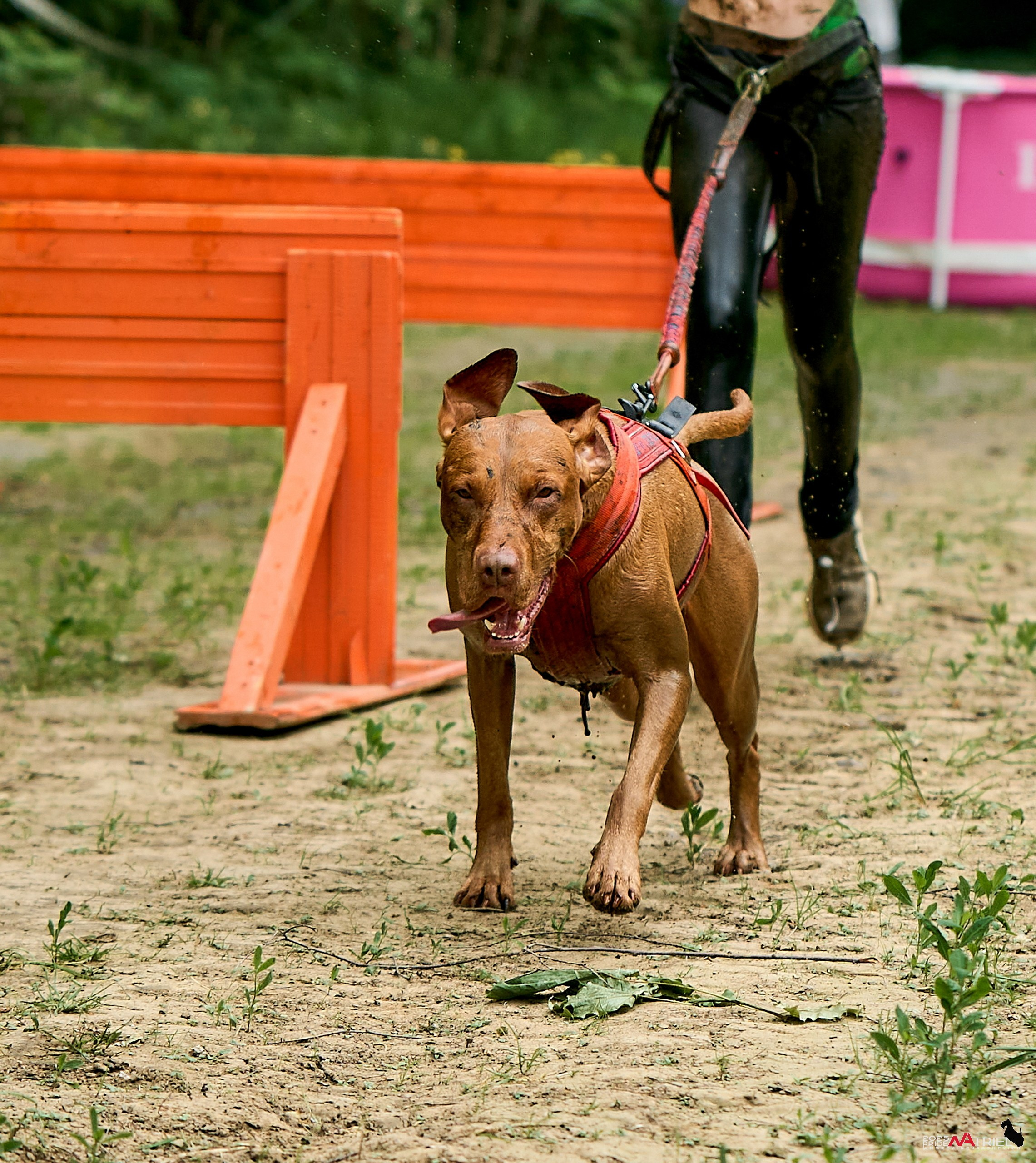 Russian Extreme Dog Trail — 2025