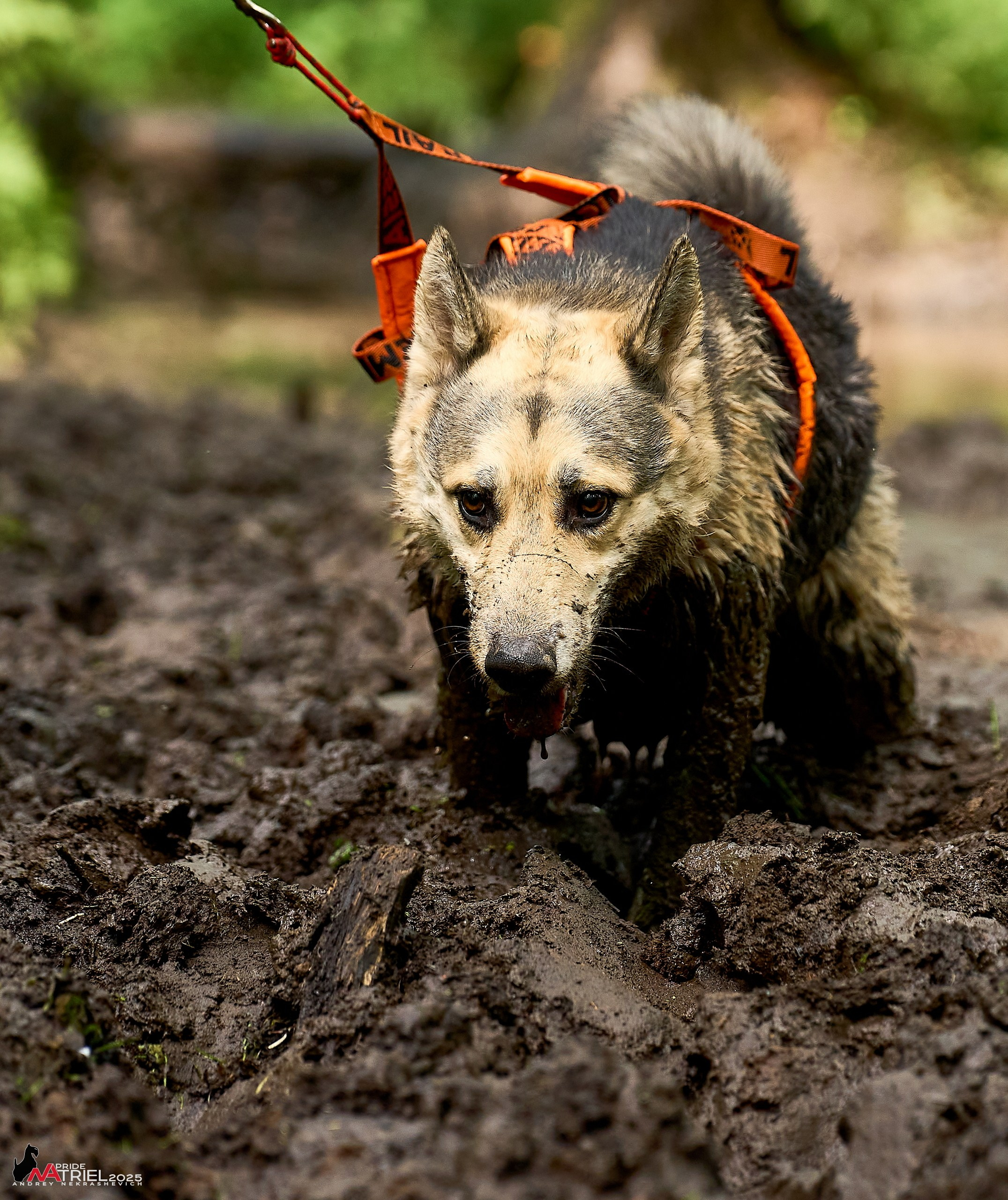 Russian Extreme Dog Trail — 2025