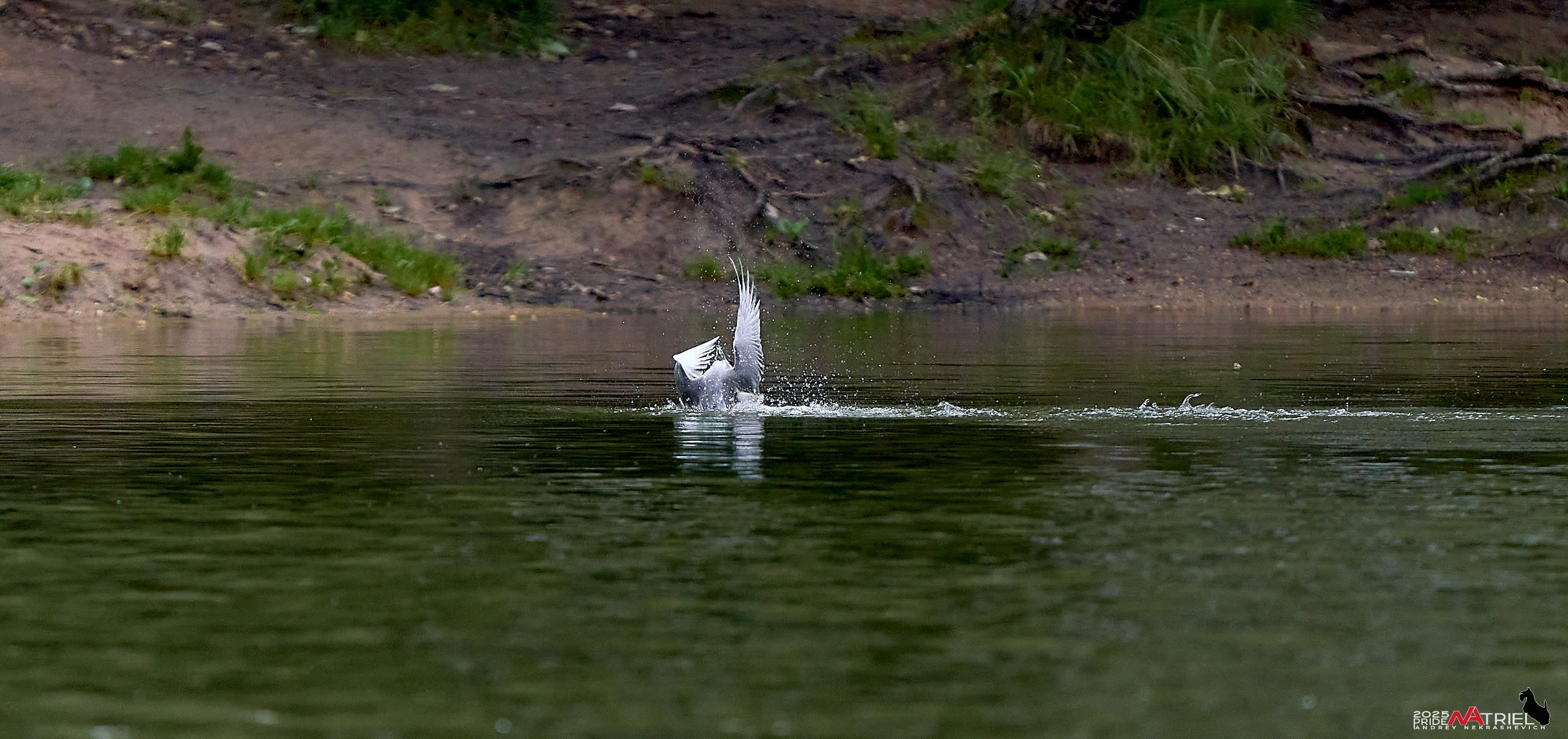 Съемка в парке на воде