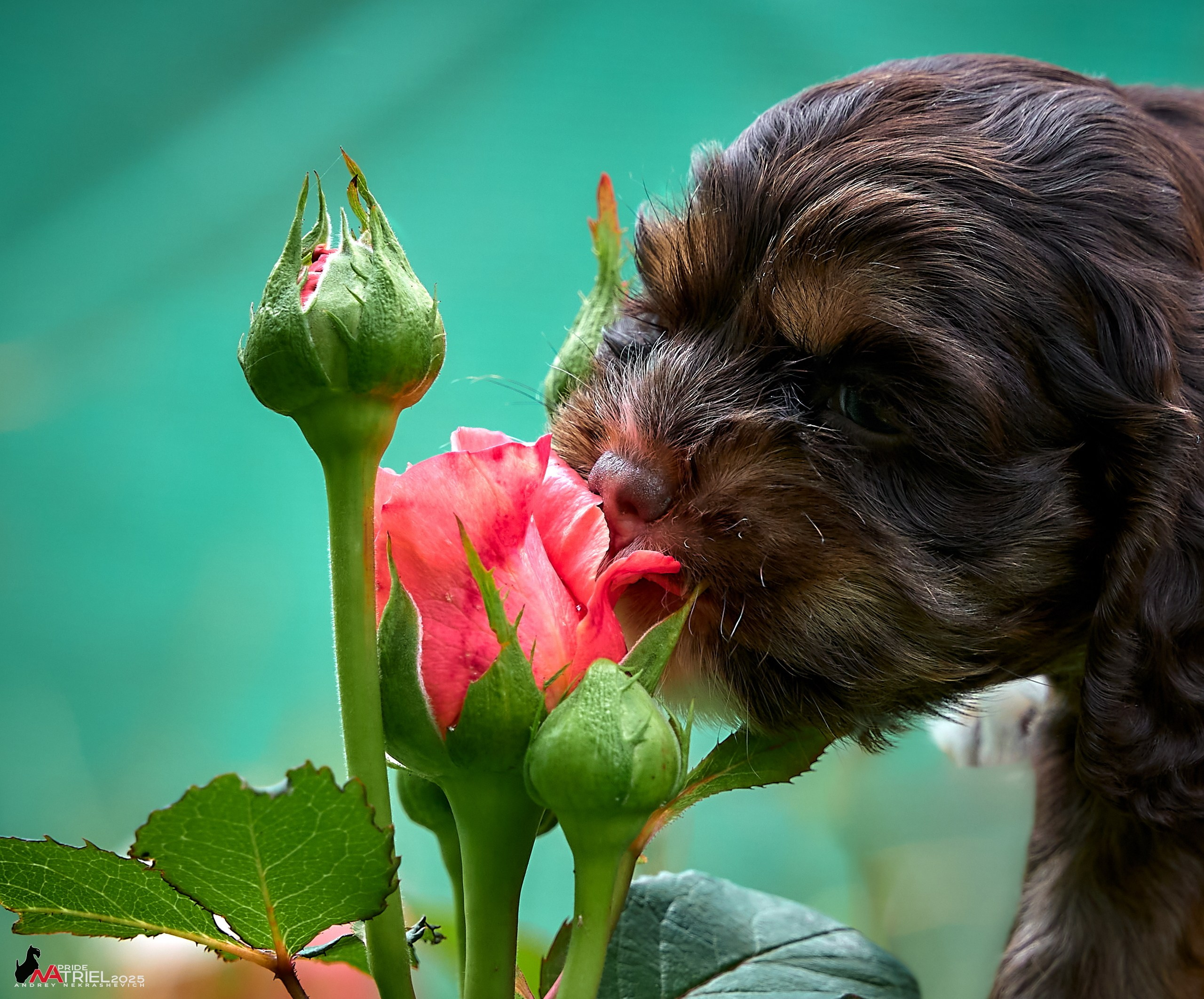 Щенки АмКокеров