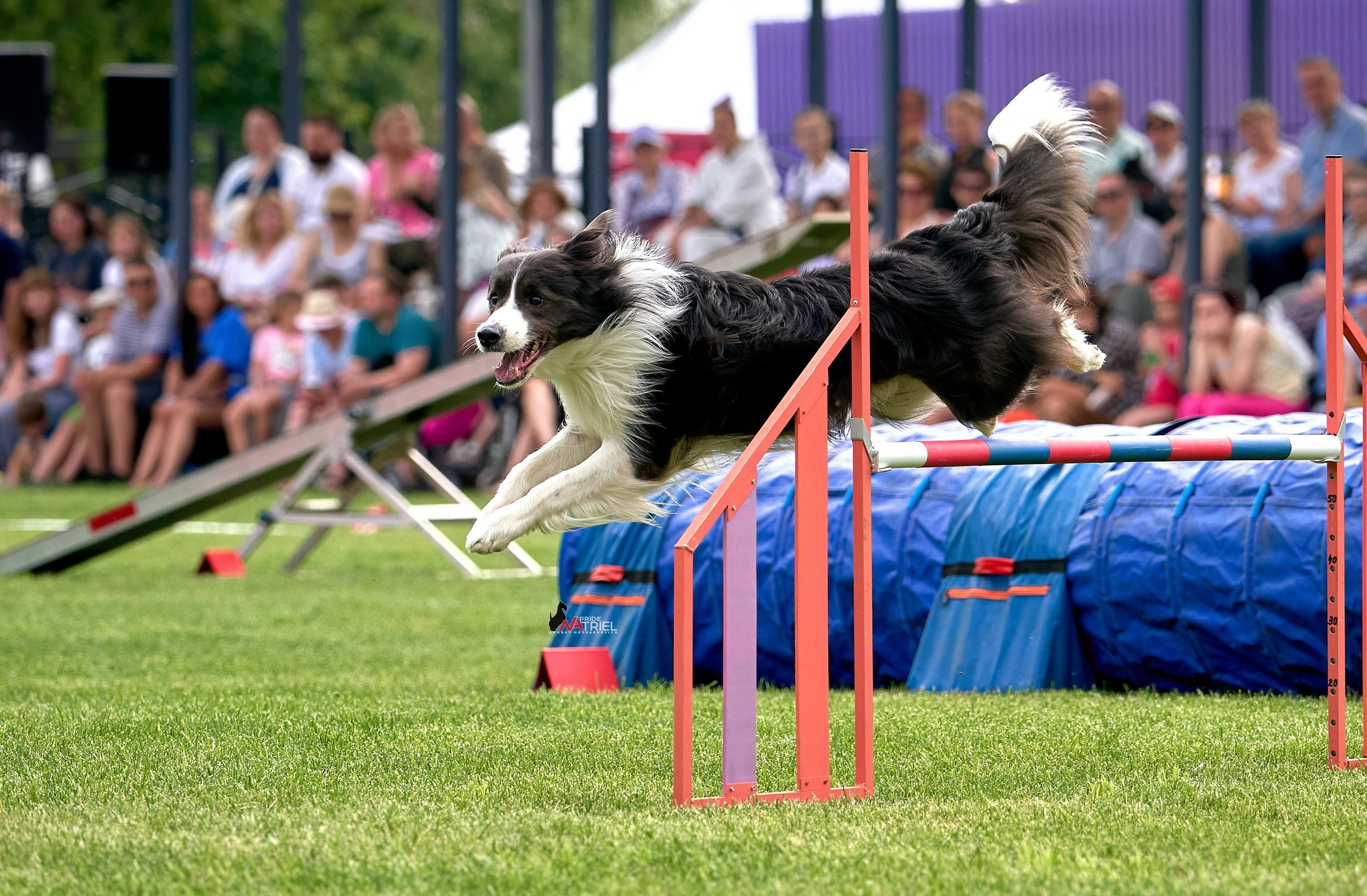 Аджилити — галерея NATRIEL
