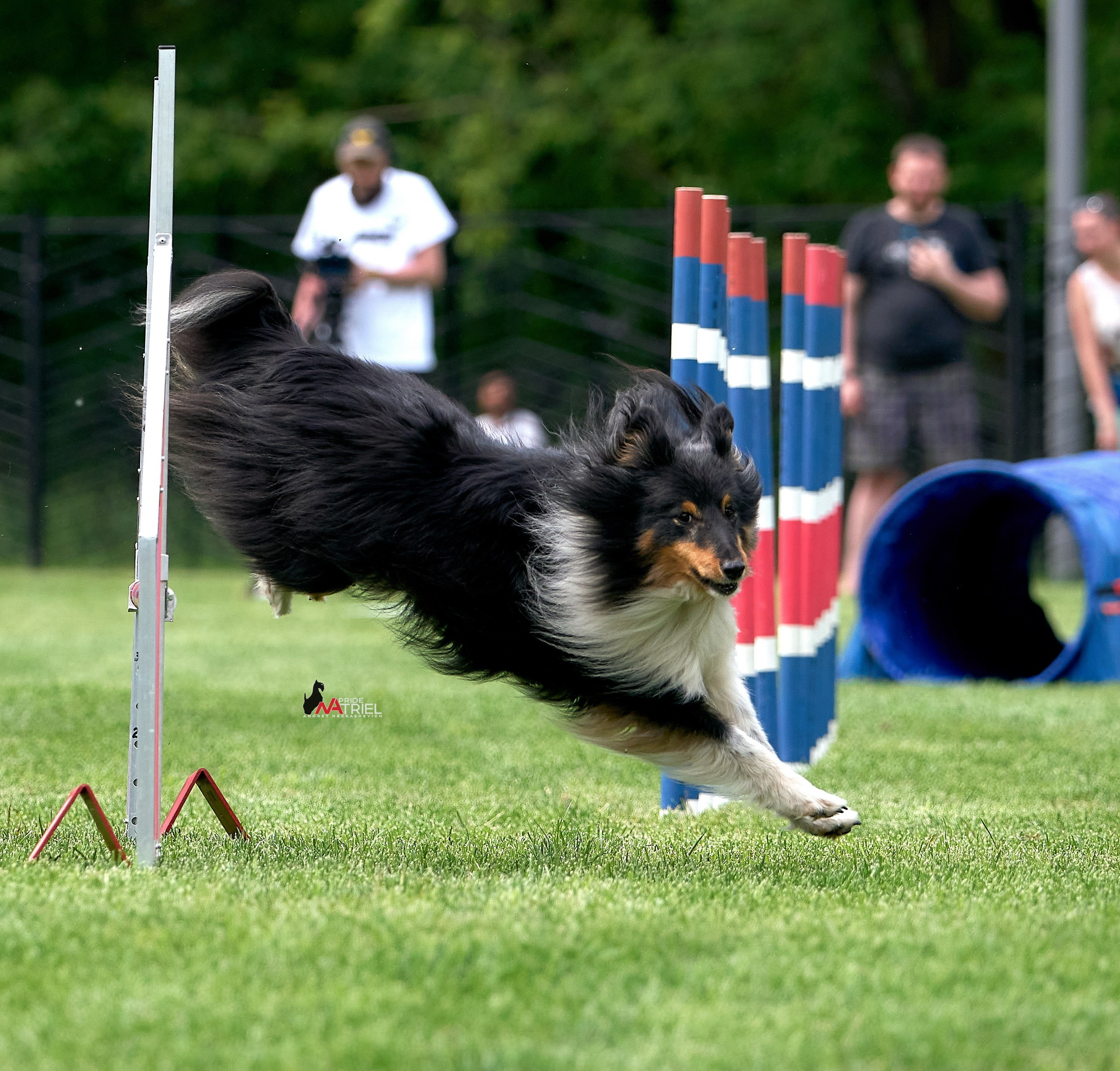 Аджилити — галерея NATRIEL