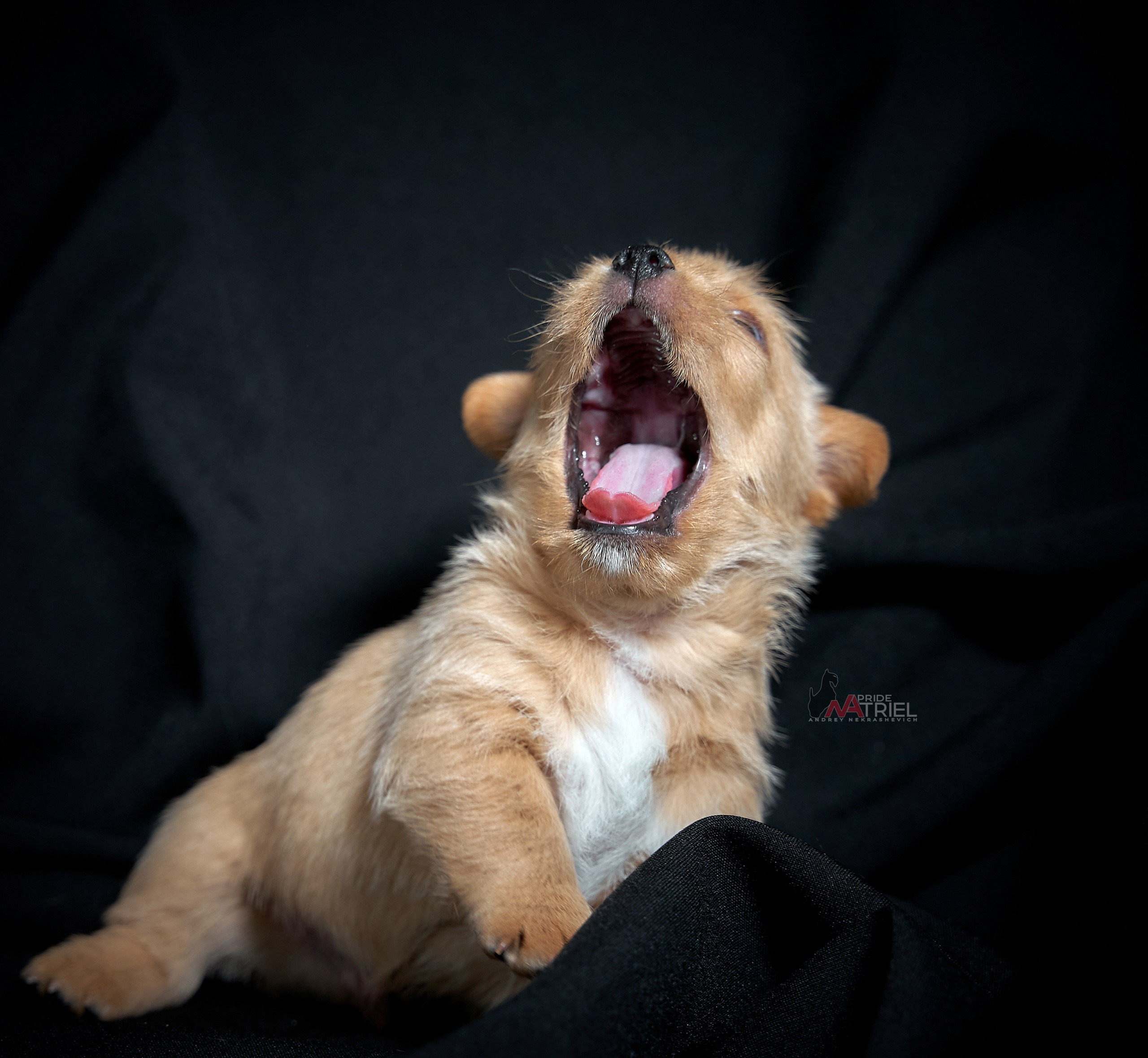 Щенки дома — галерея NATRIEL