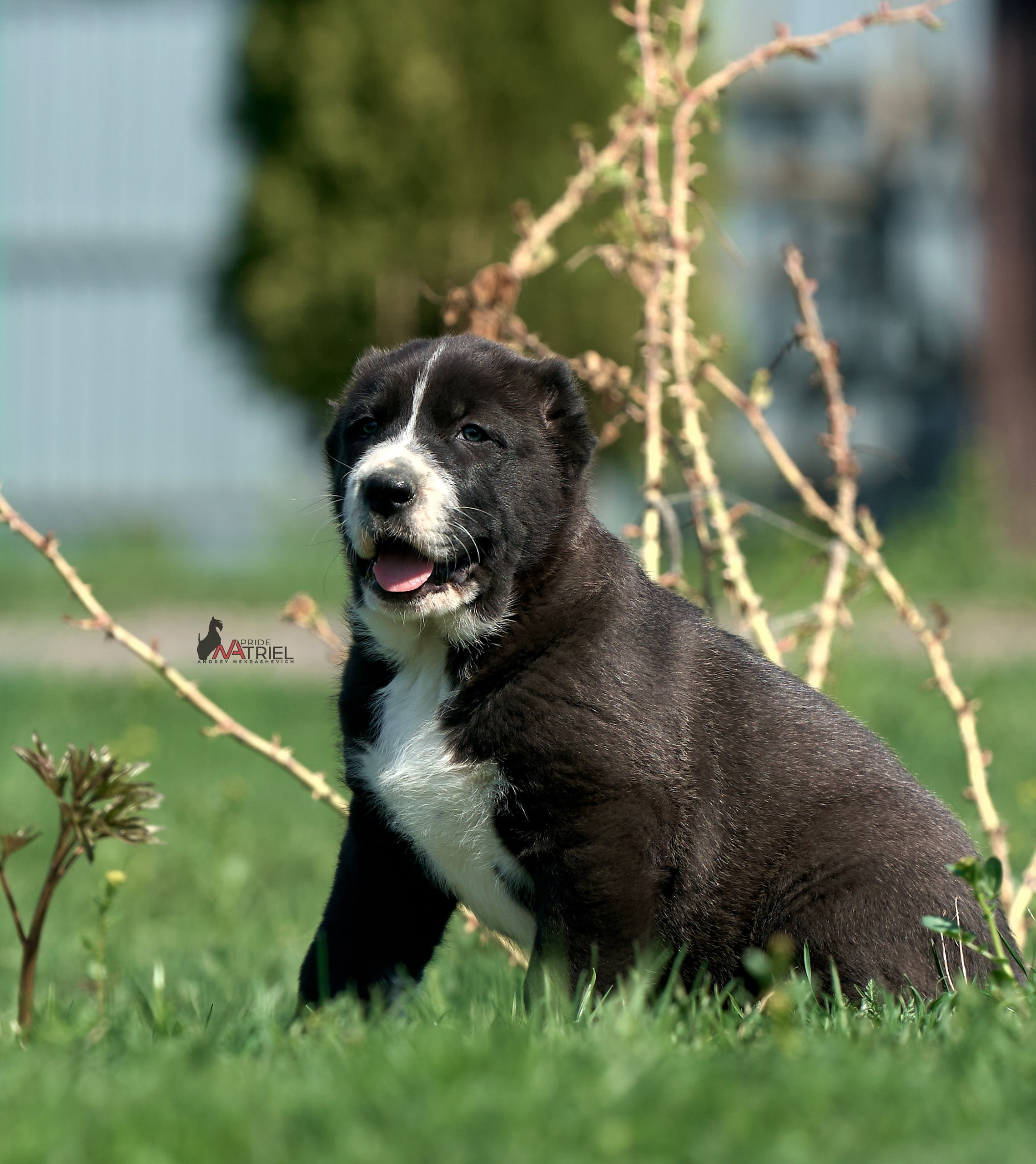 Среднеазиаты — щенки и взрослые