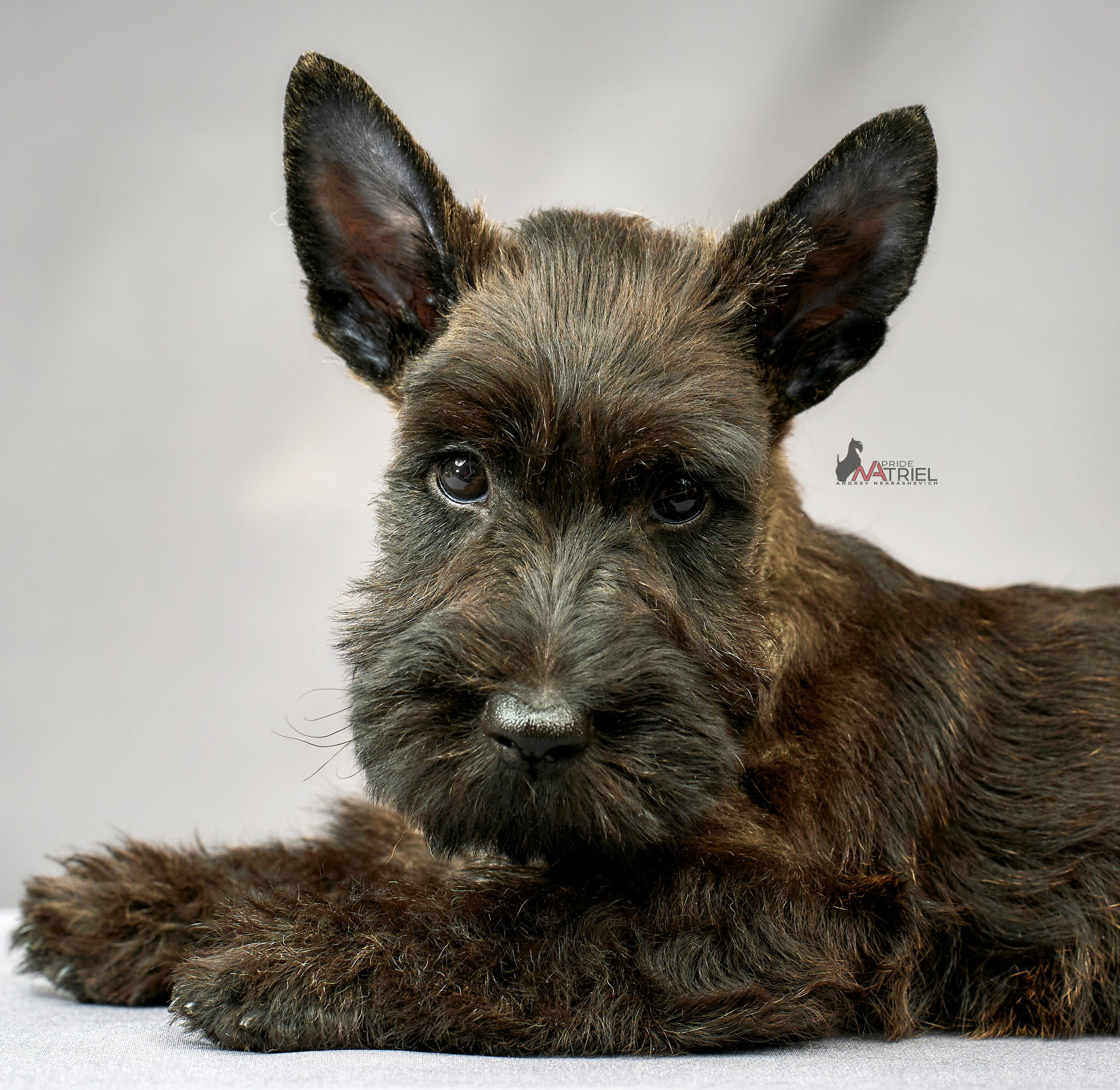 Съемка щенков скотч-терьеров