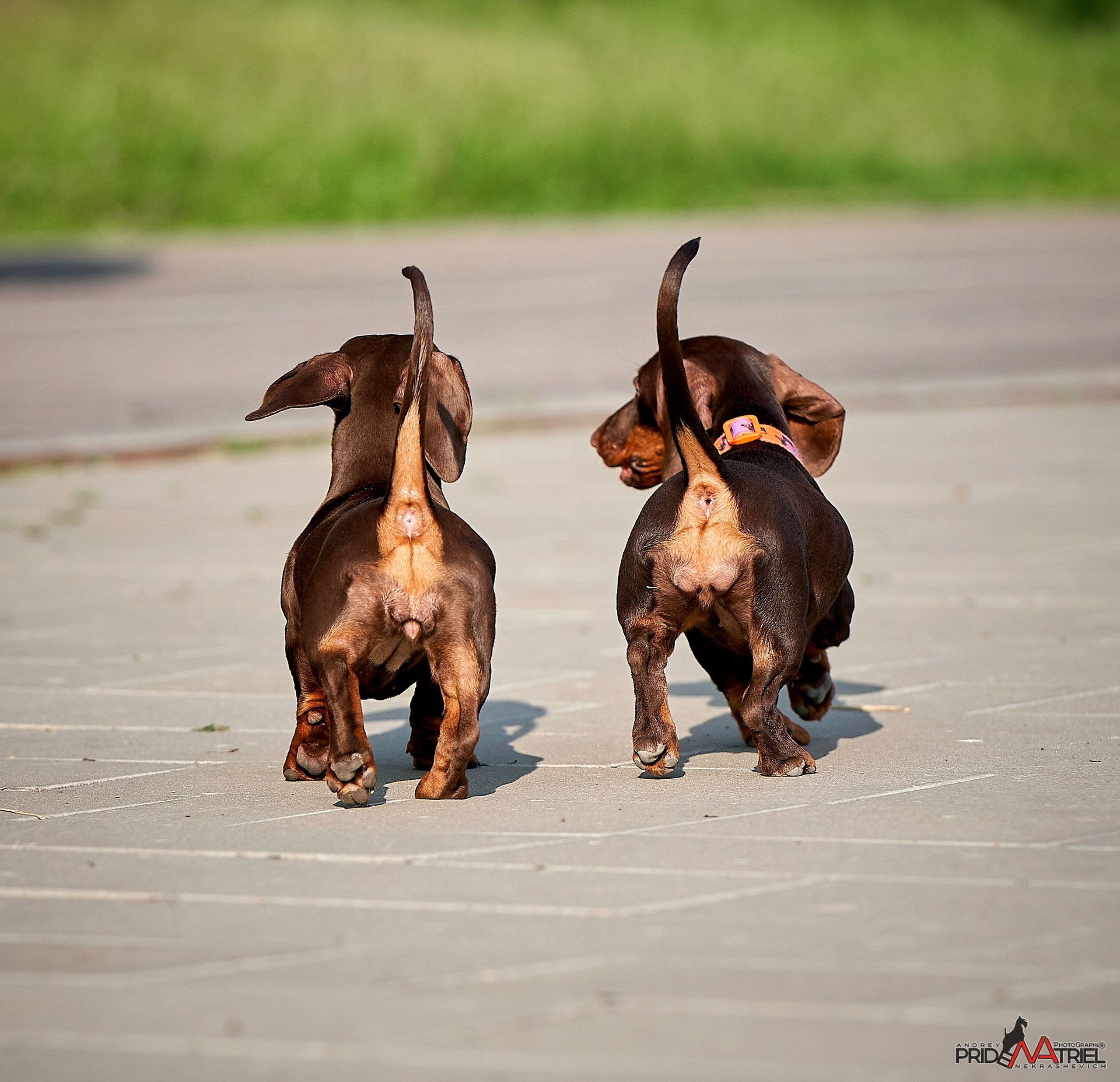 Прогулка в движении — галерея NATRIEL