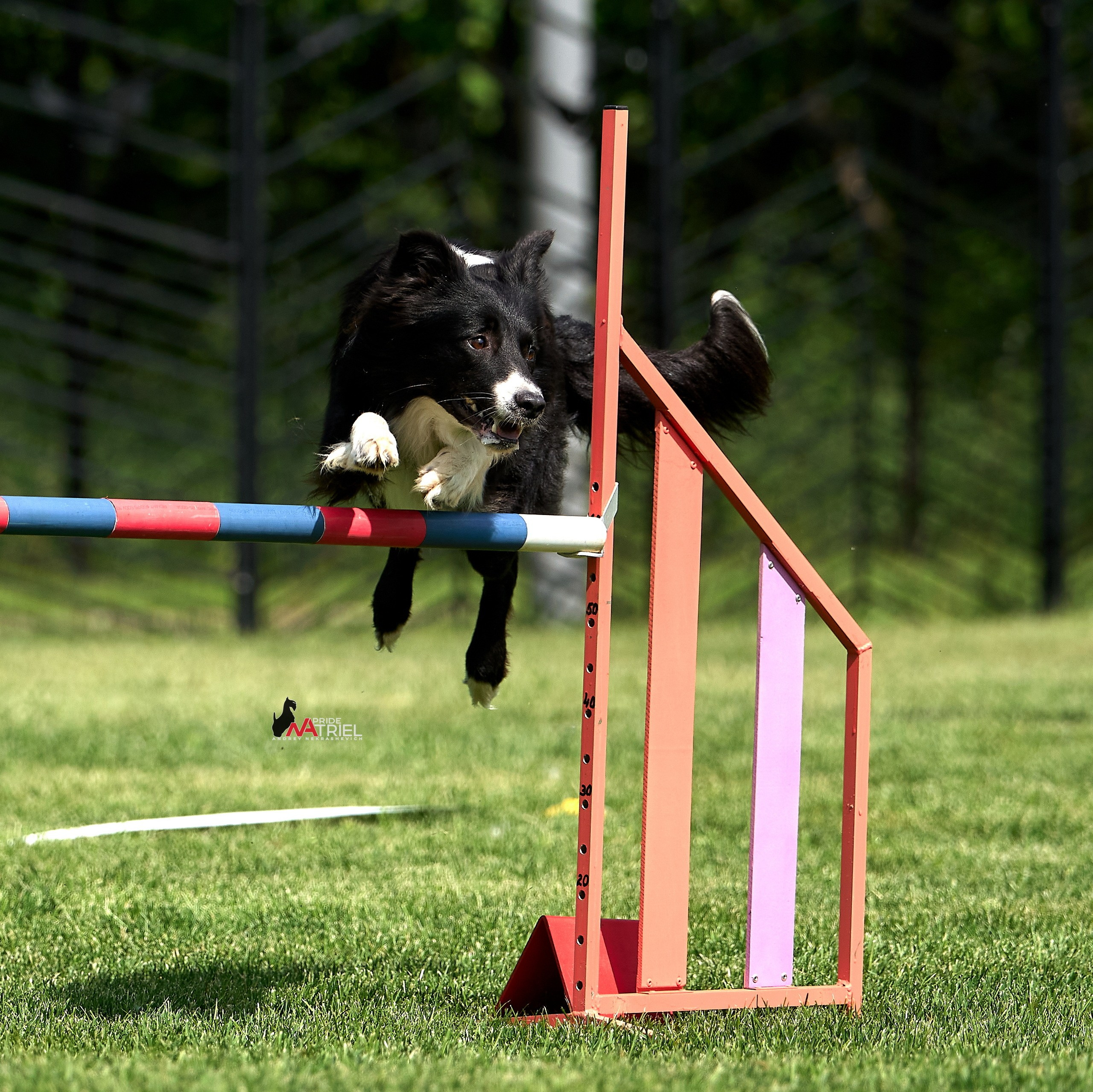 Аджилити — галерея NATRIEL