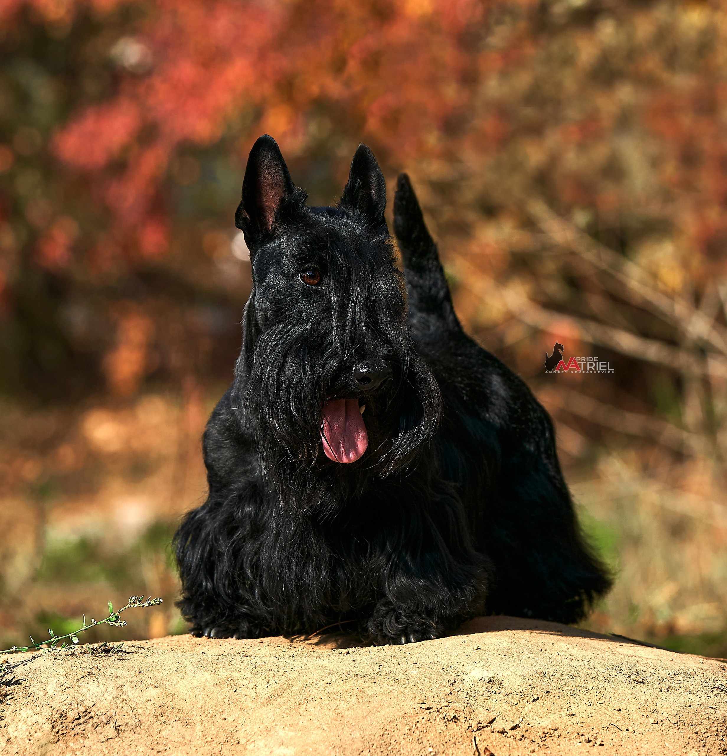 Портреты собак — галерея NATRIEL