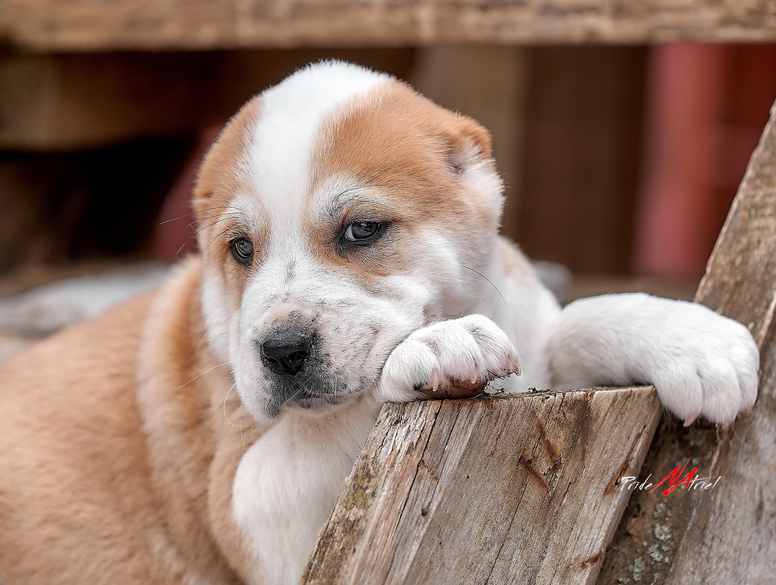 Щенки на прогулке — галерея NATRIEL