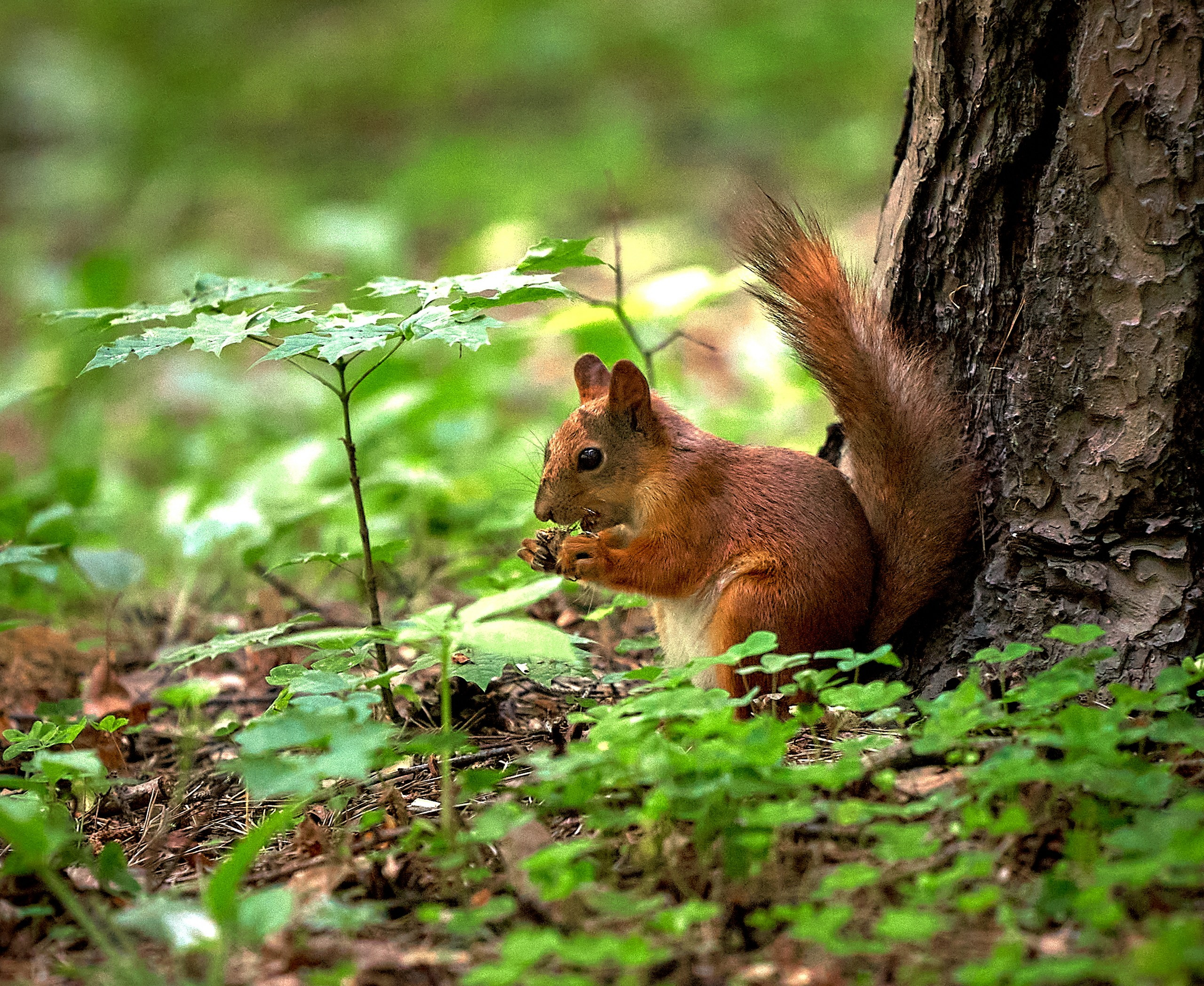 Животные — галерея NATRIEL