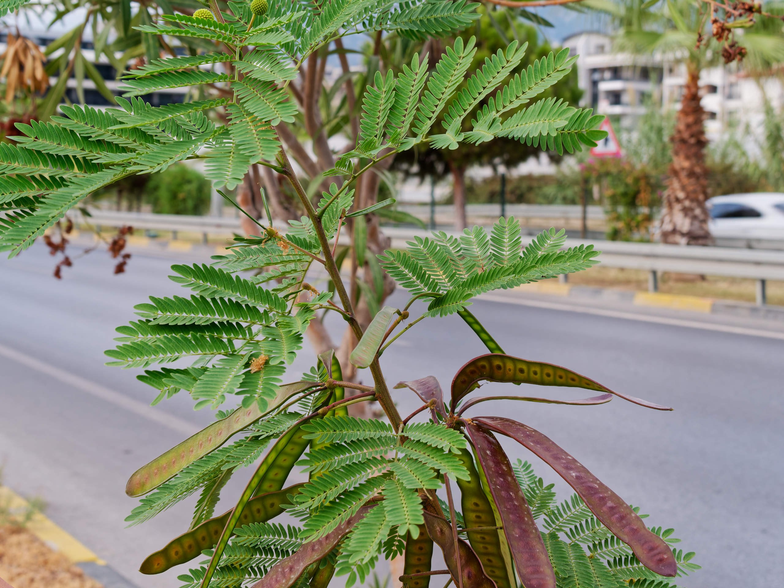 Алания 2025, природа. Избранные фотографии