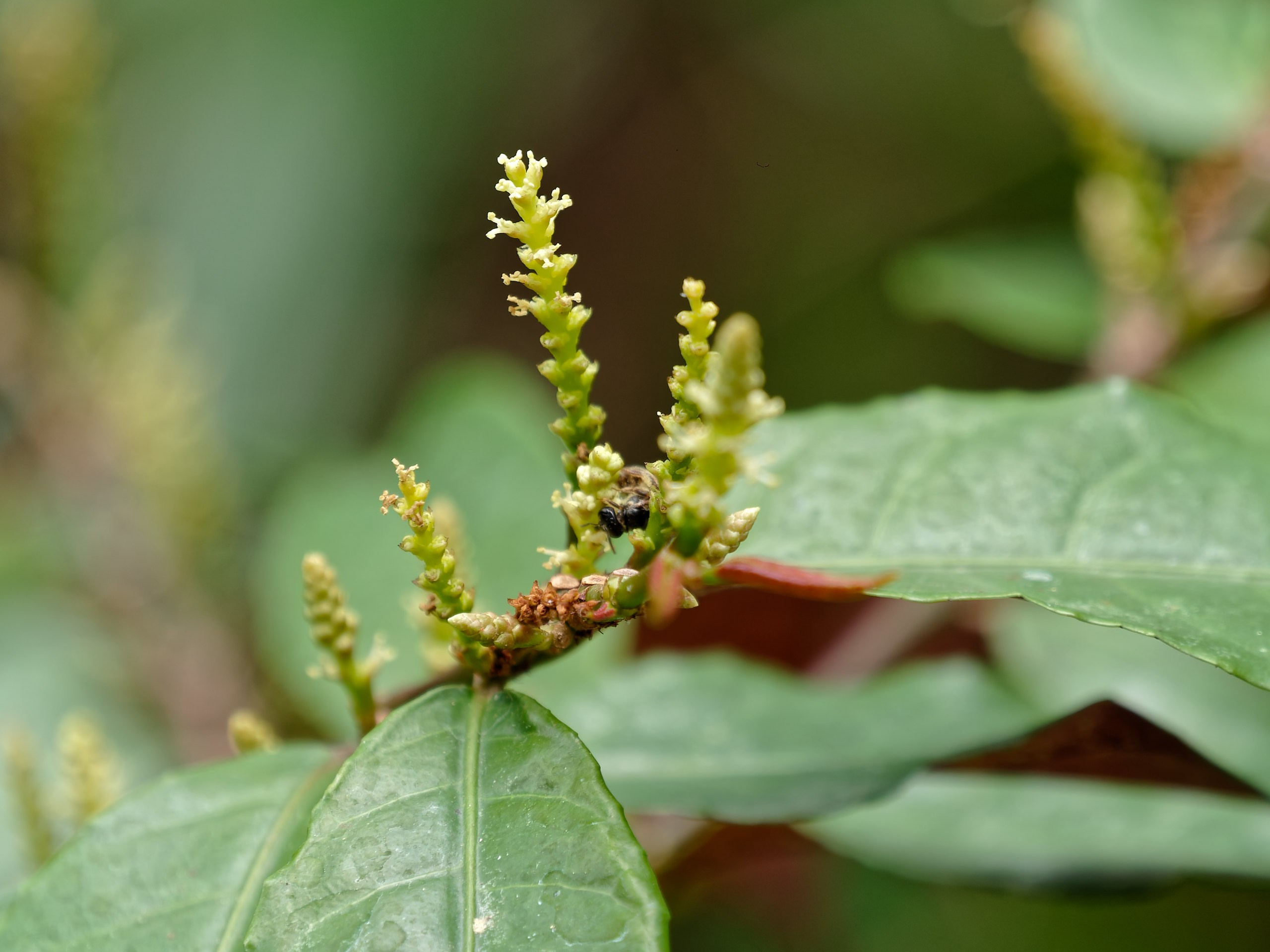 Хайнань 2026, флора, цветы и деревья. Фотопрогулки по Миру