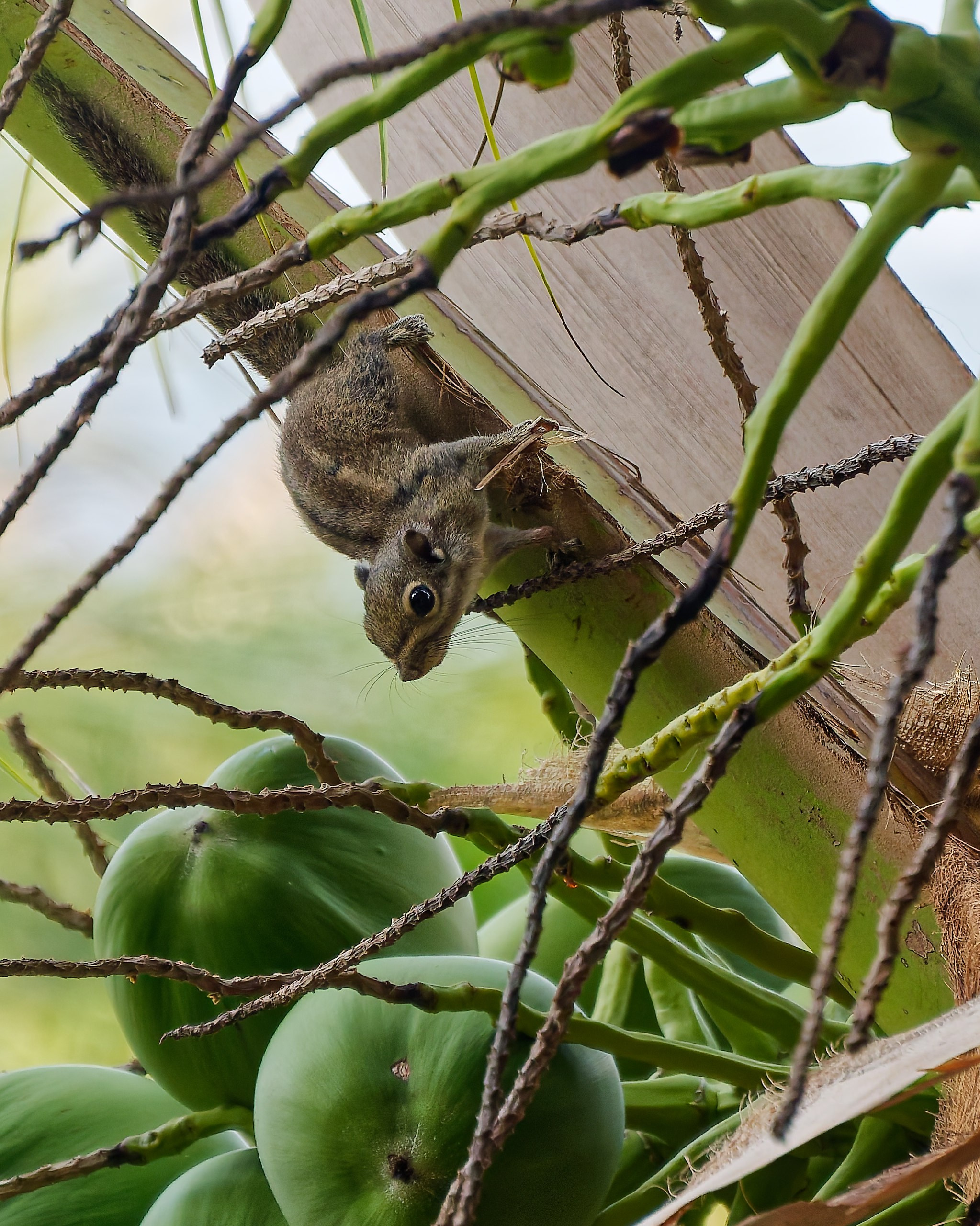 Хайнань 2026, флора, цветы и деревья. Фотопрогулки по Миру