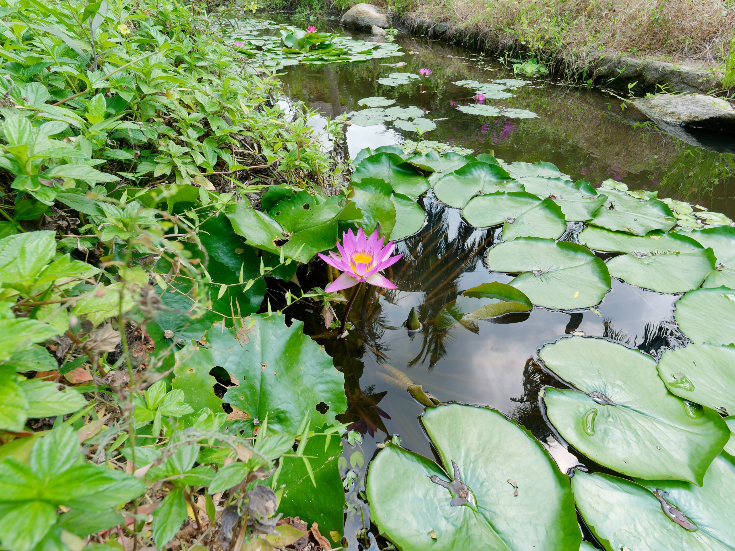 Хайнань 2026, флора, цветы и деревья. Фотопрогулки по Миру