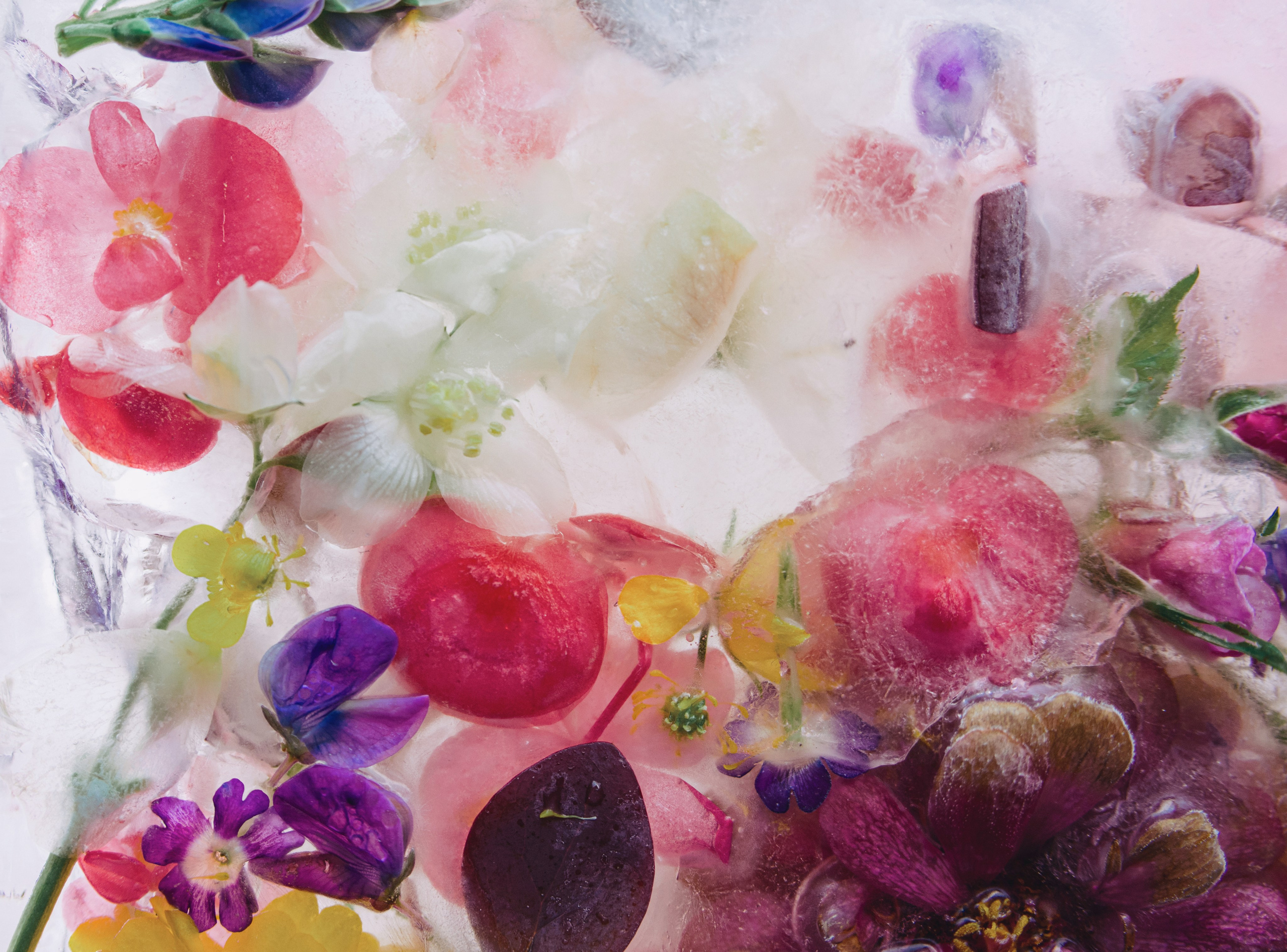 Фотографии цветов и растений. Zamira Sozieva ~ Портретный фотограф ~ Москва