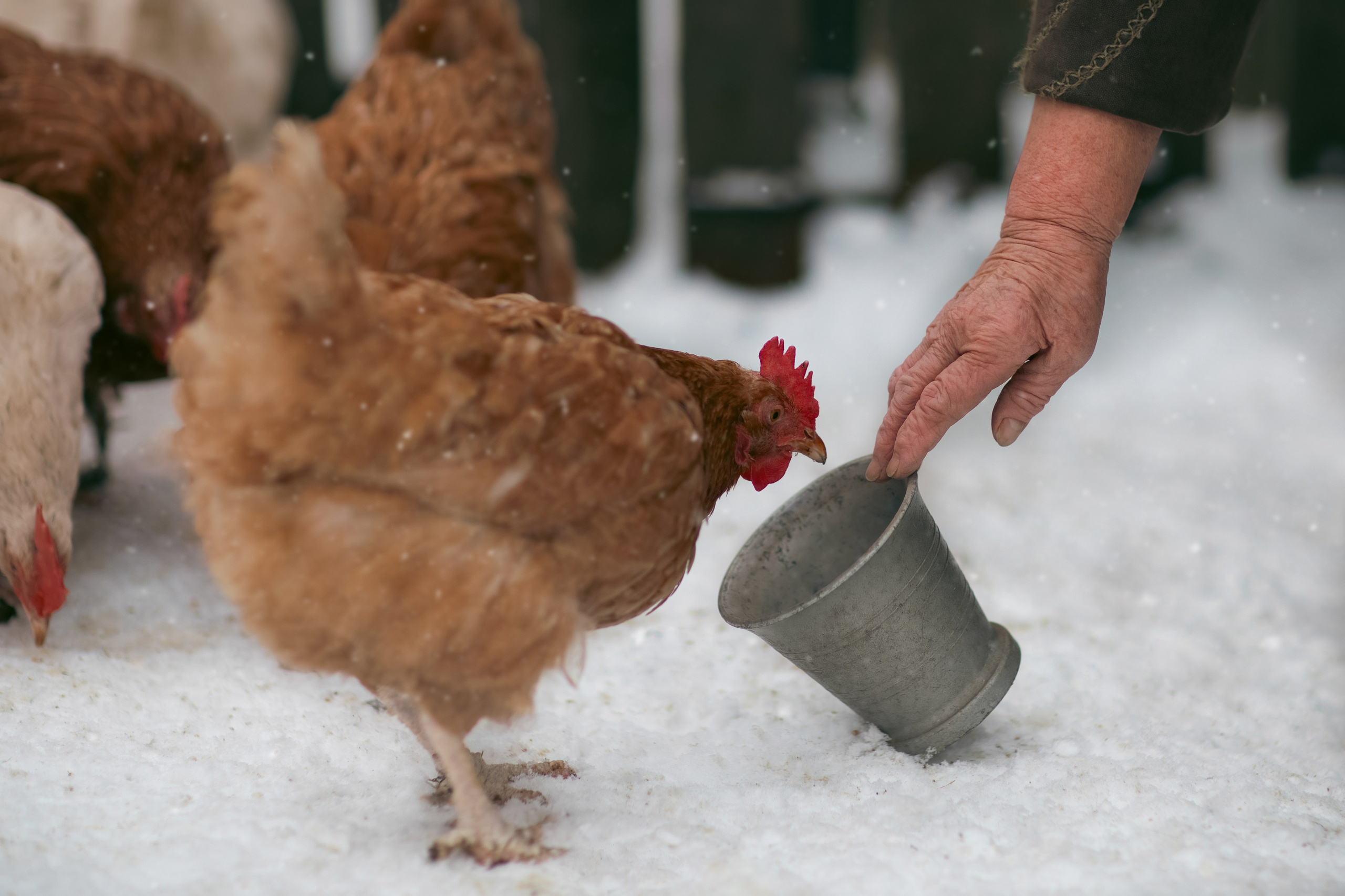 В деревне. Фотограф Минск Юлия Войнич