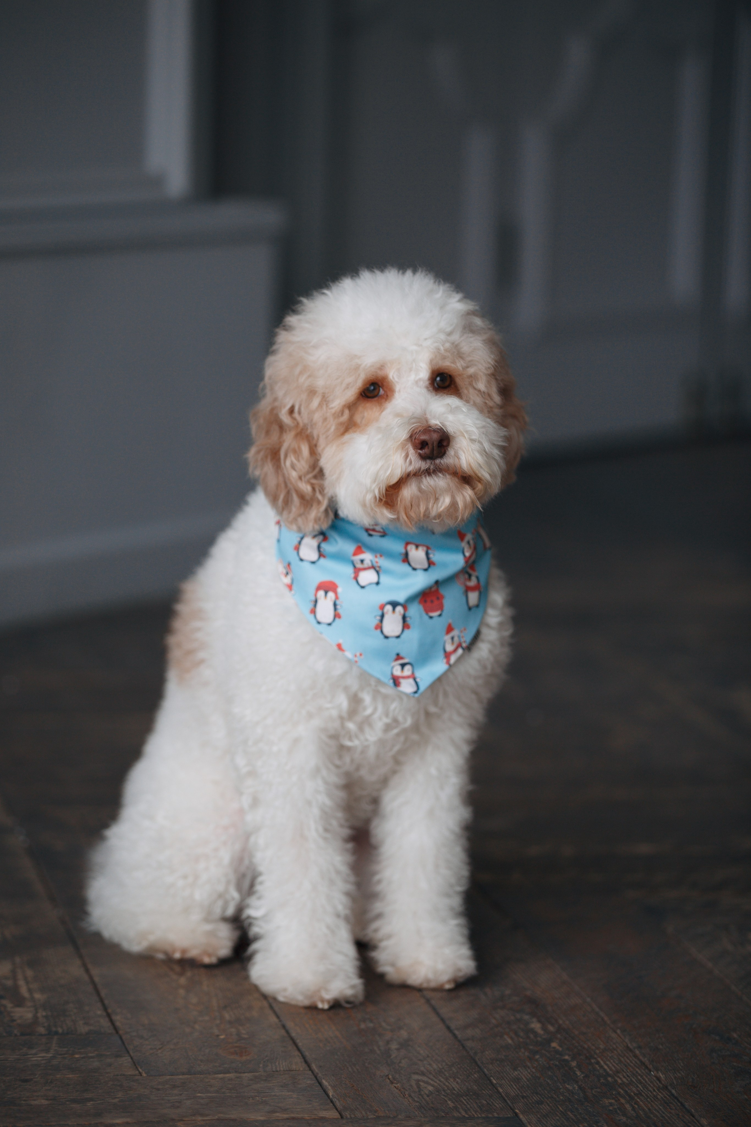 Bmbh лежанки и адресники. Фотограф анималист Кристина Карпова, Москва