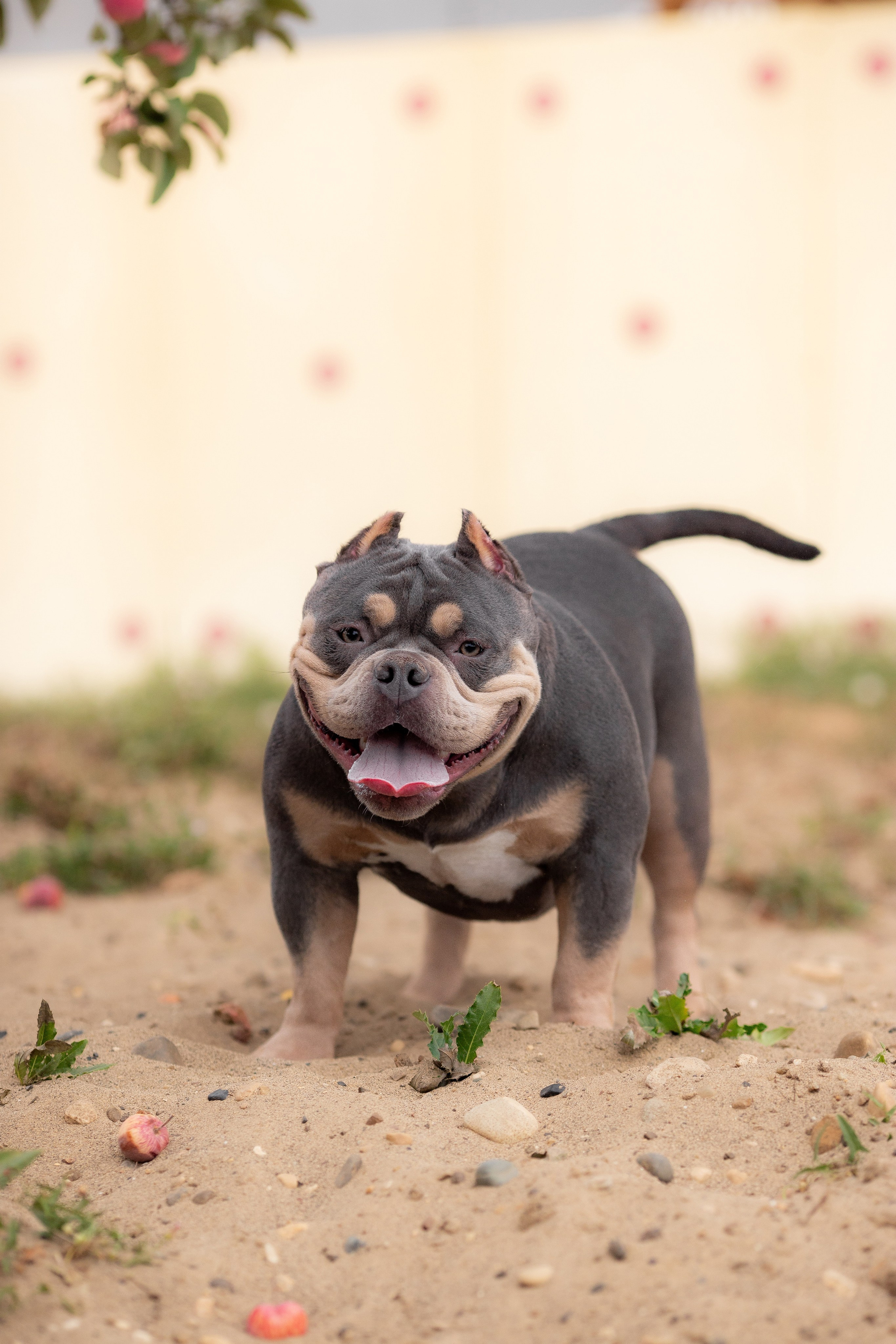 Наталья и булли. Фотограф Анималист в Перми Анастасия Остерман