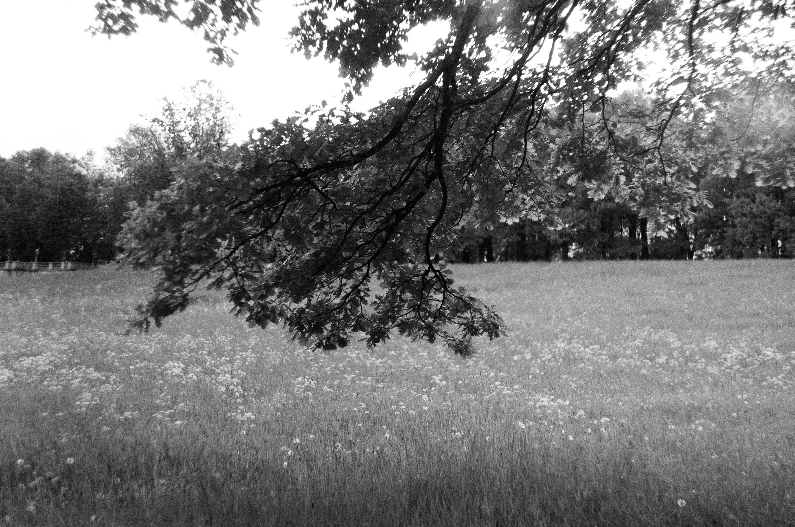 Фотографии на плёнку. Фотограф в Санкт-Петербурге и Москве Наталья Милли