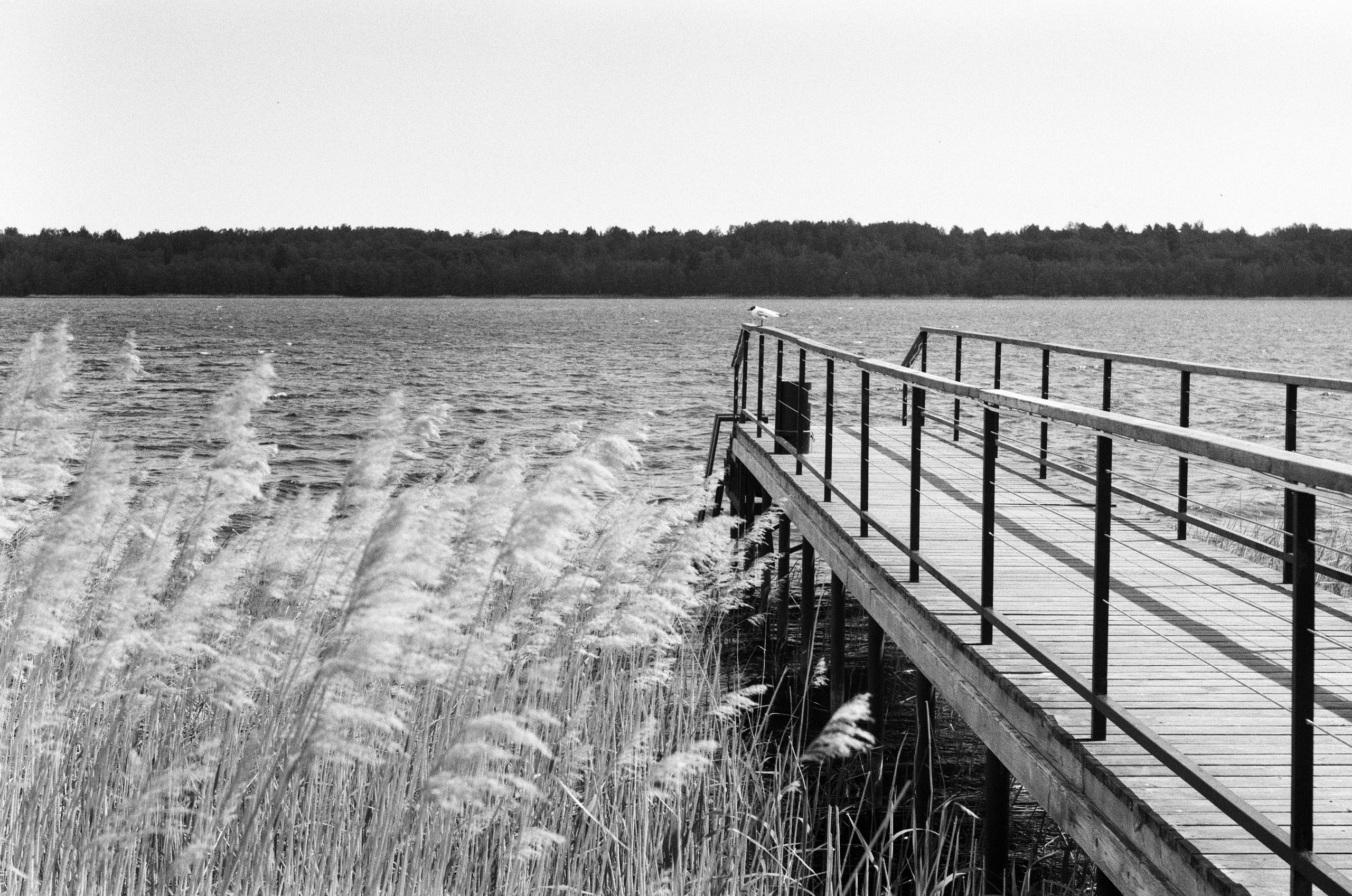 Фотографии на плёнку. Фотограф в Санкт-Петербурге и Москве Наталья Милли