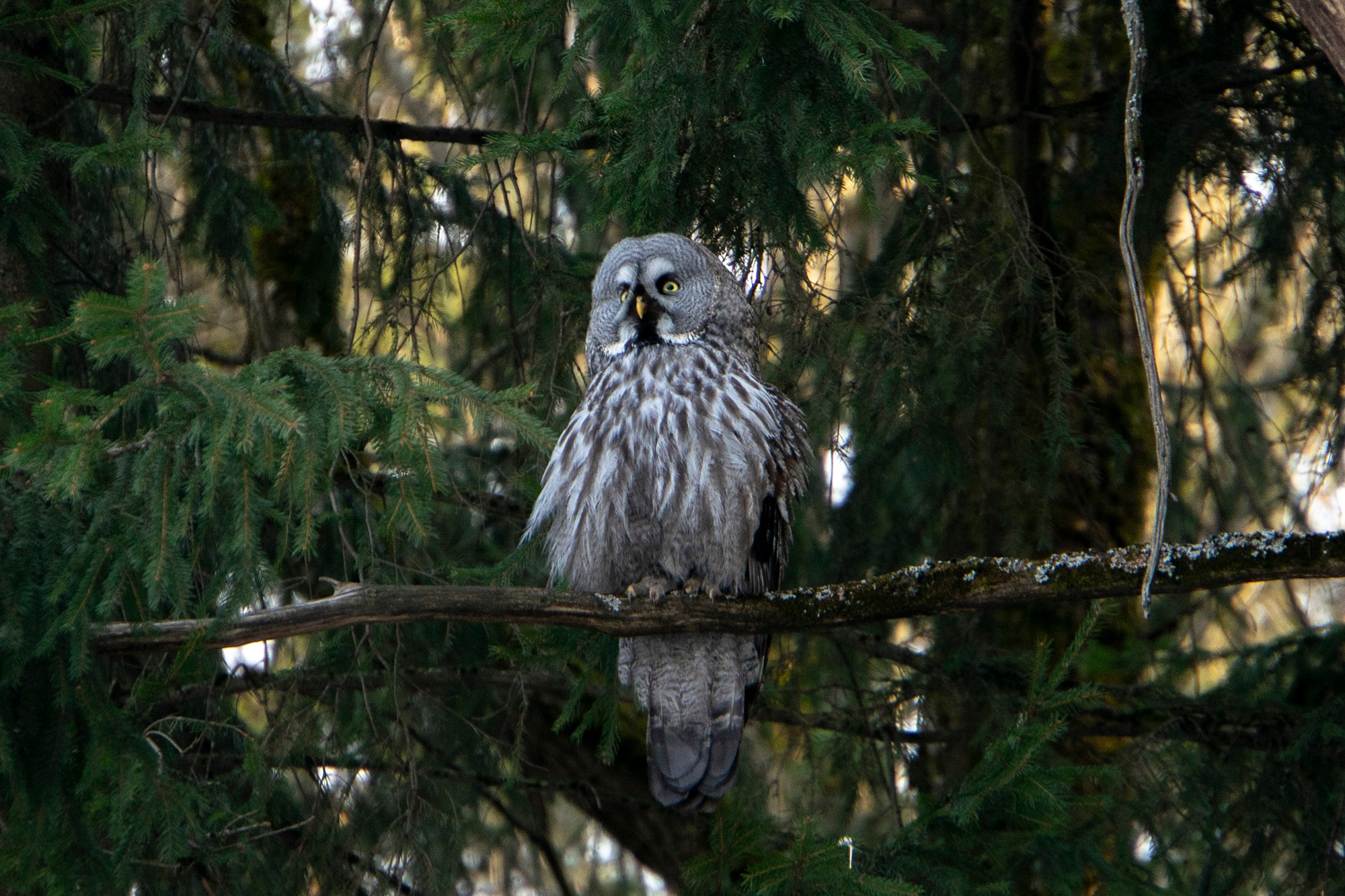 Удивительные мир птиц. Вокруг нас столько прекрасного — присмотритесь!. Ваш личный фотограф Марина Волкова