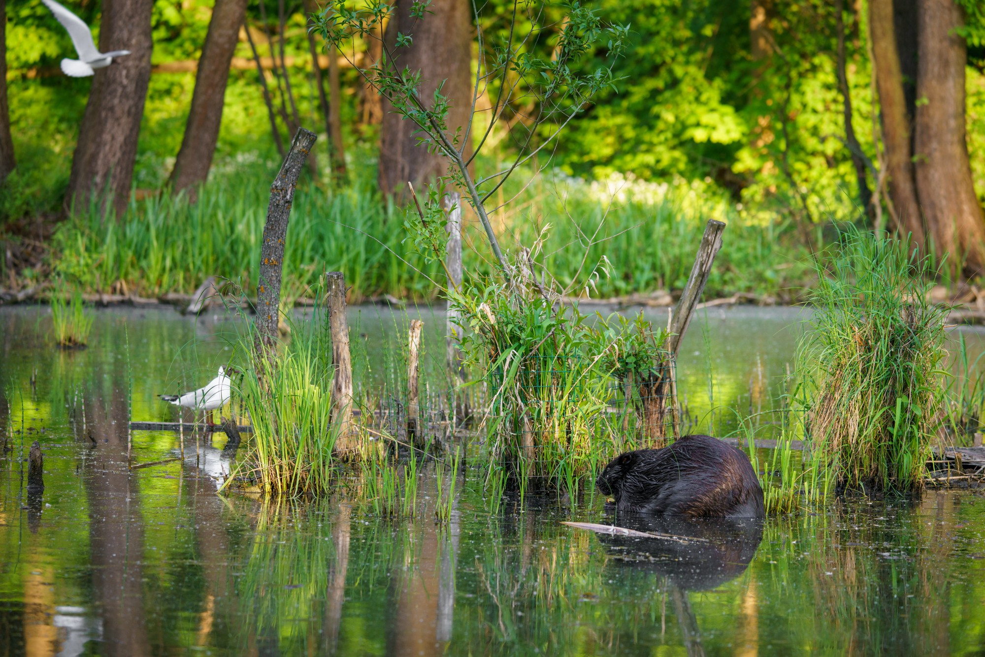 Животные. Ваш личный фотограф Марина Волкова