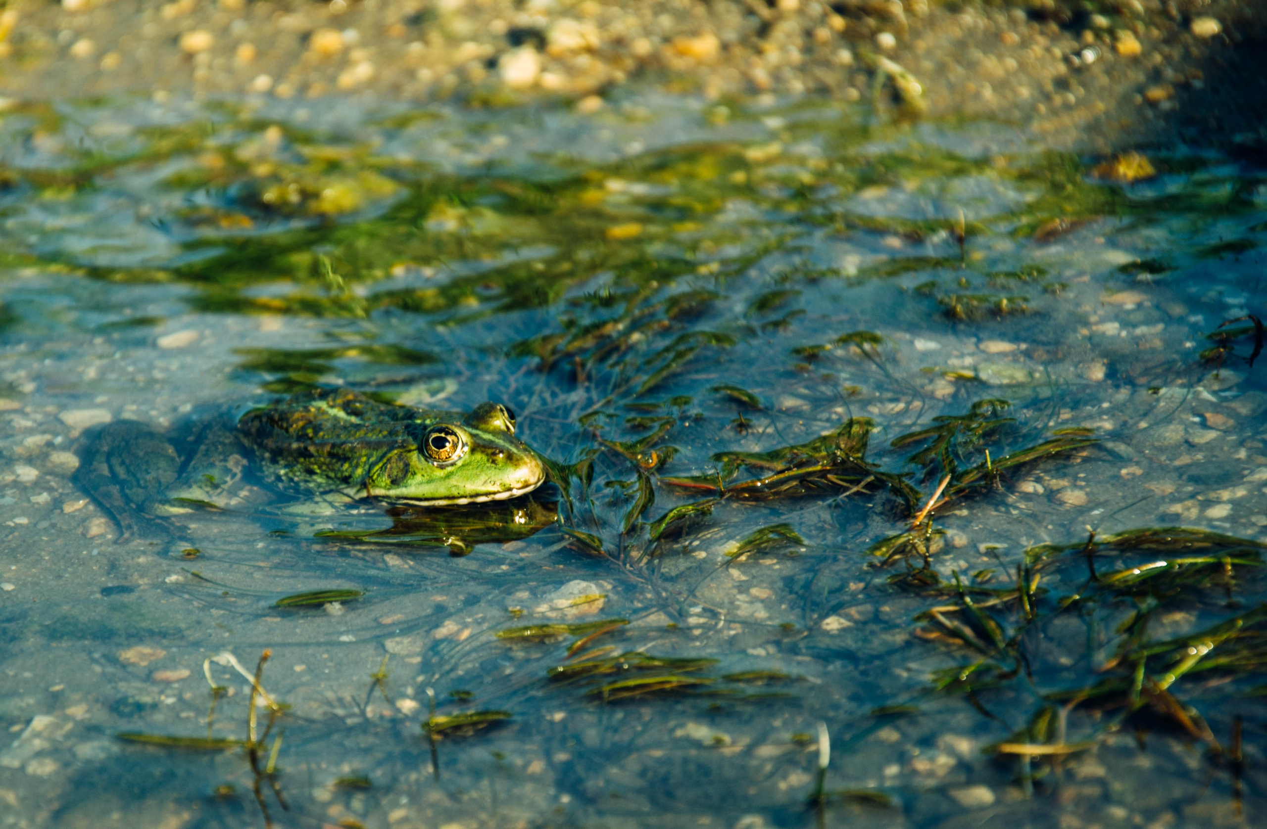 Дон. Главная