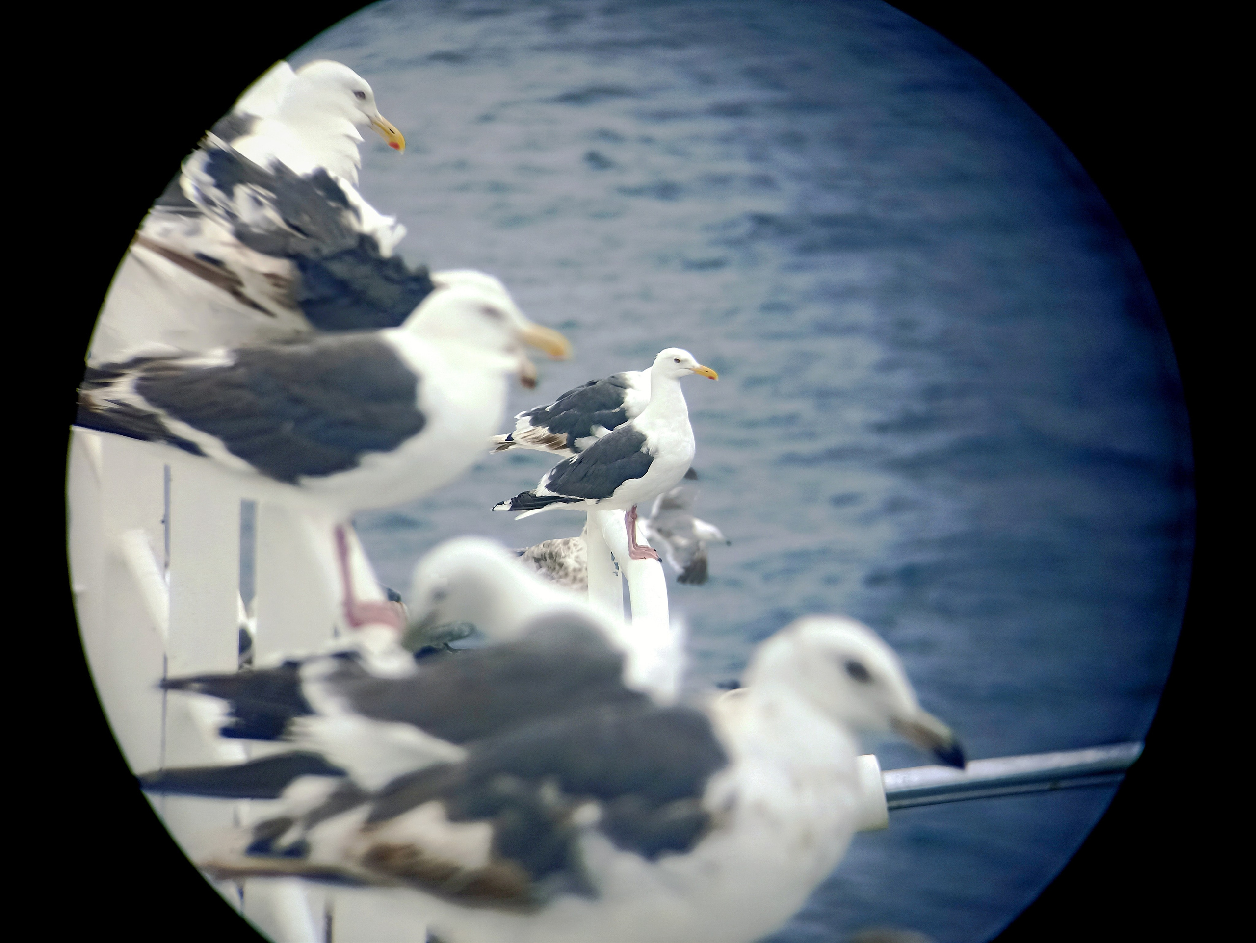 Мобильная фотография. Фотограф г. Владивосток