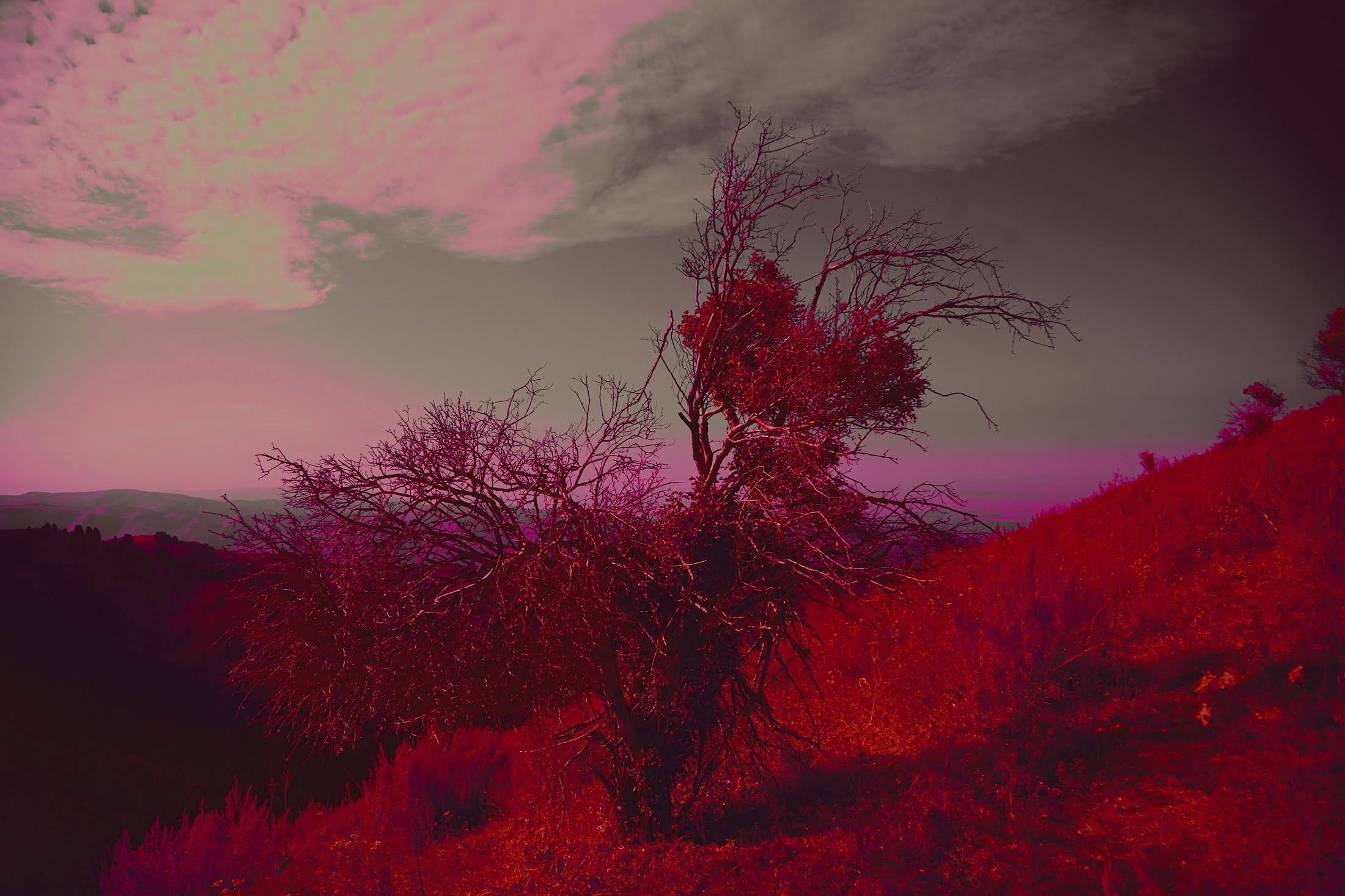 Яблоко. Катерина Малама арт-фотограф